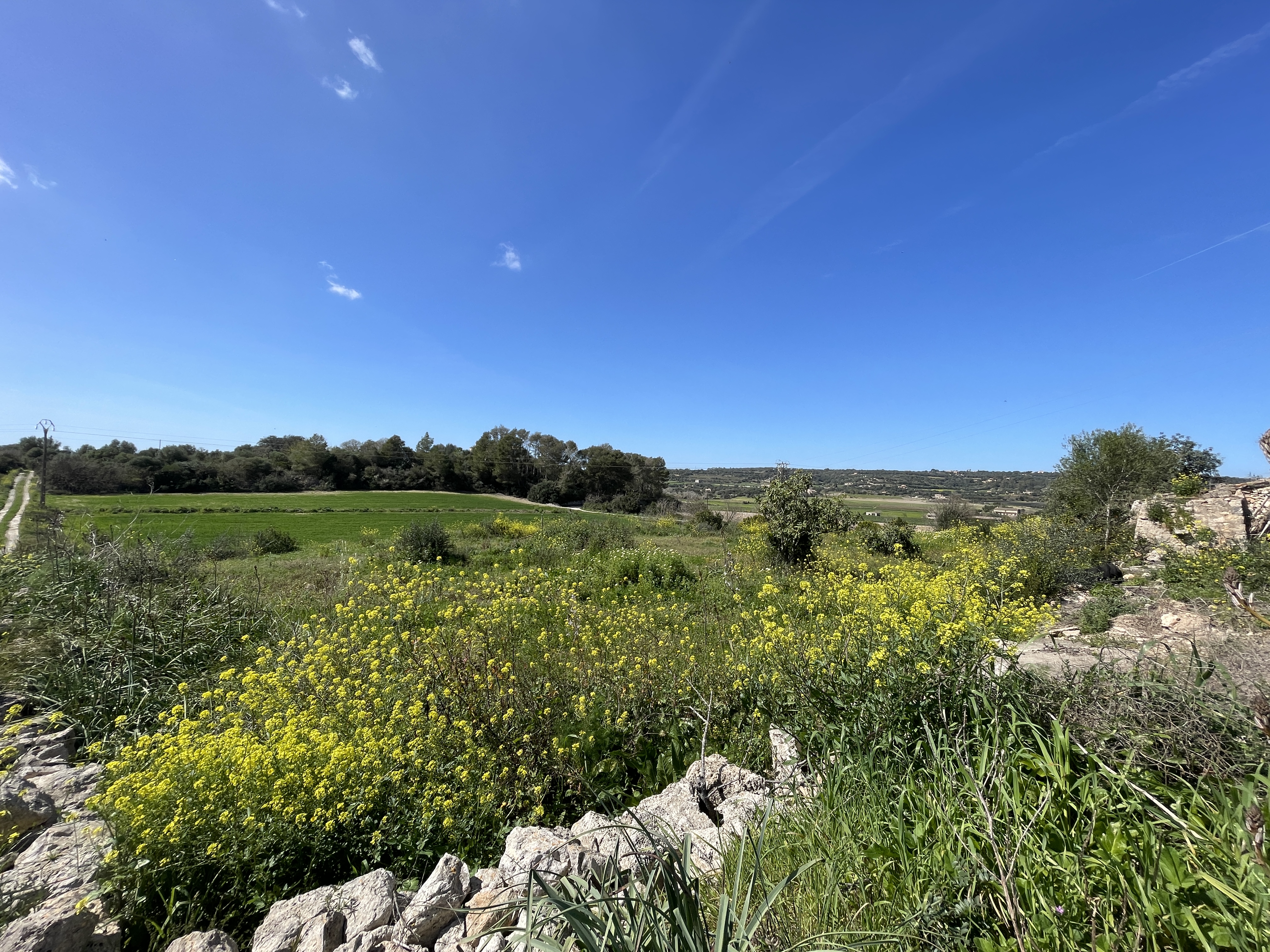 Ref: 72041 Land for sale in Manacor