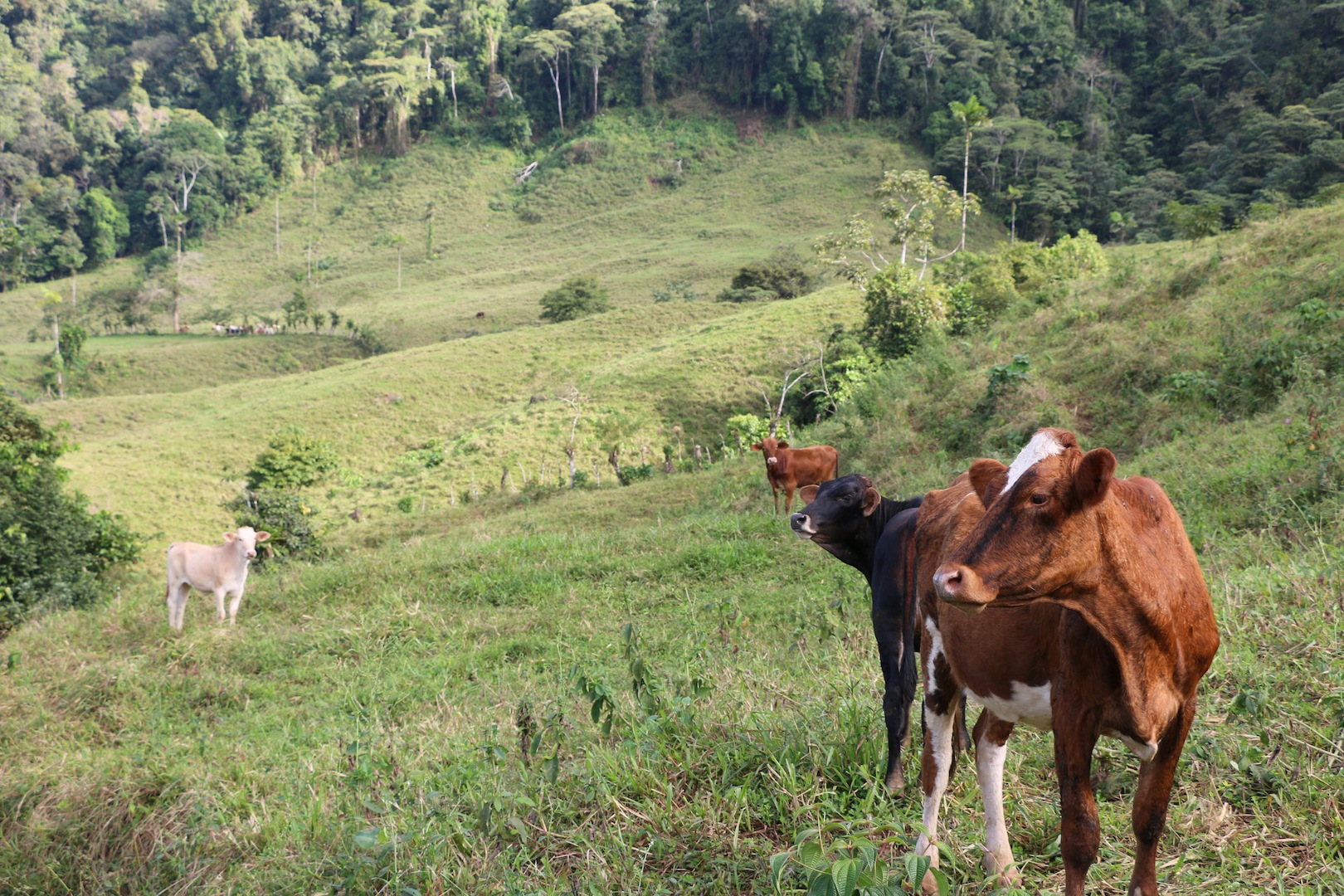 0 bed Land For Sale in Uvita, Puntarenas - thumb 6