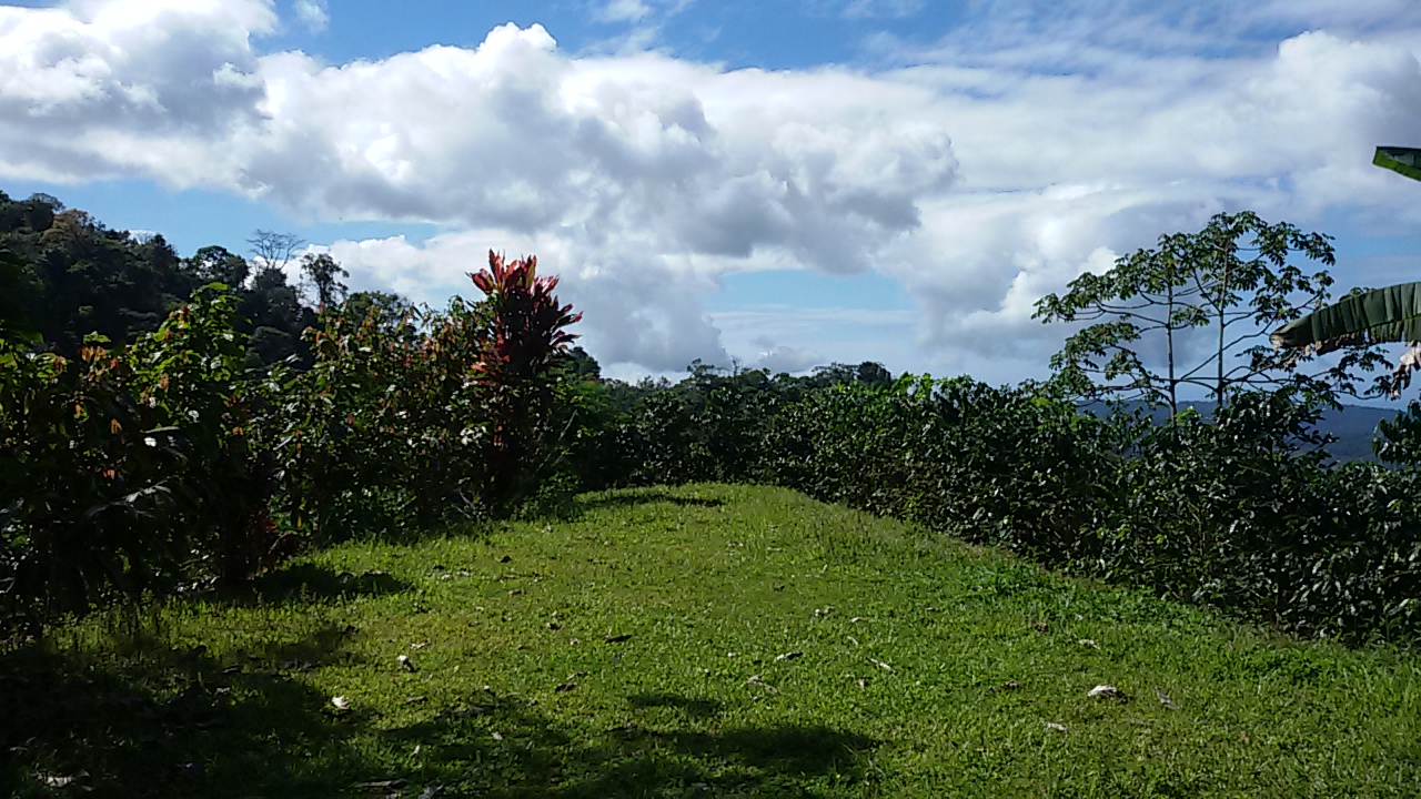 8 bed Single Family Homes For Sale in Dominical, Puntarenas - thumb 24