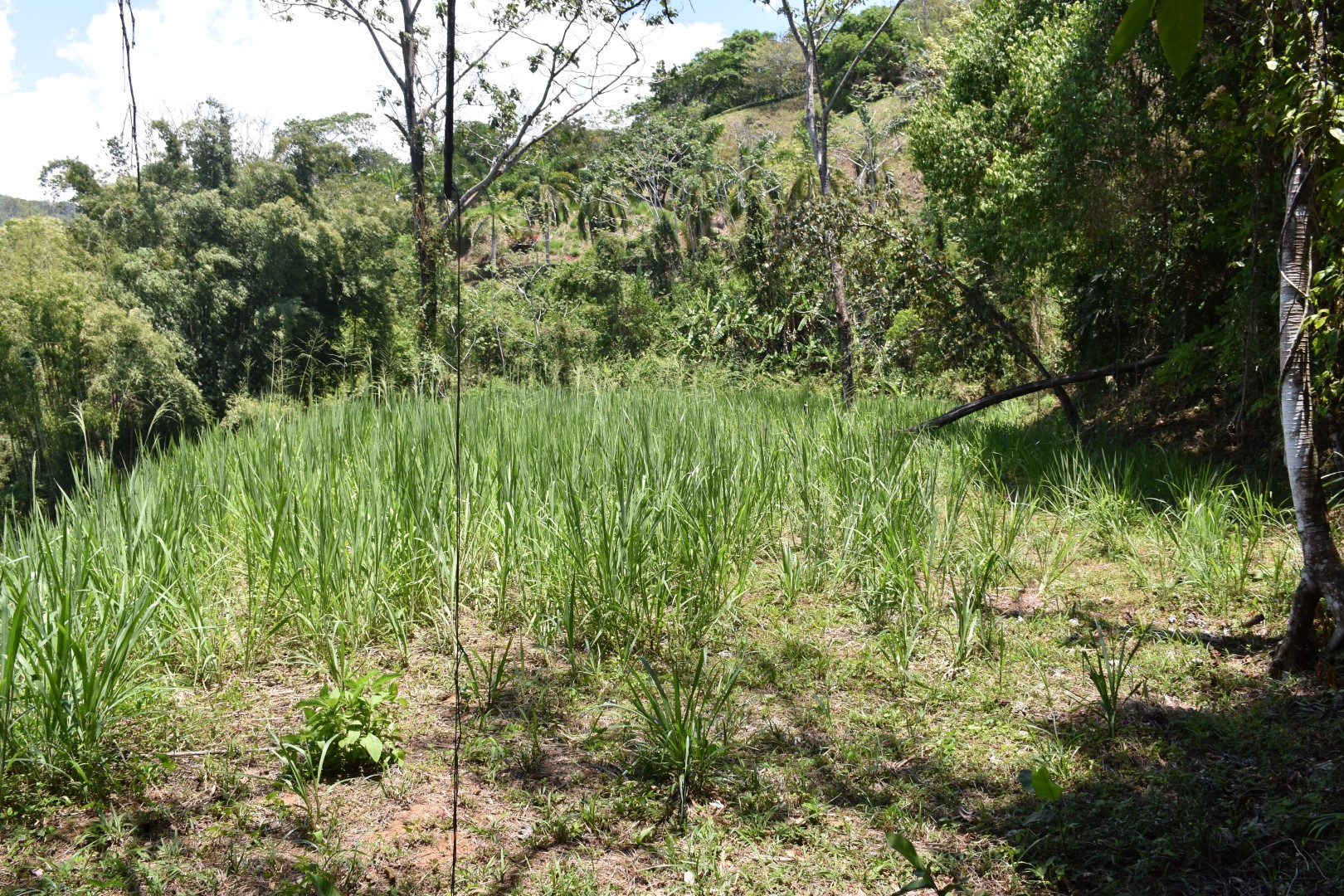 0 bed Land For Sale in Dominical, Puntarenas - thumb 5