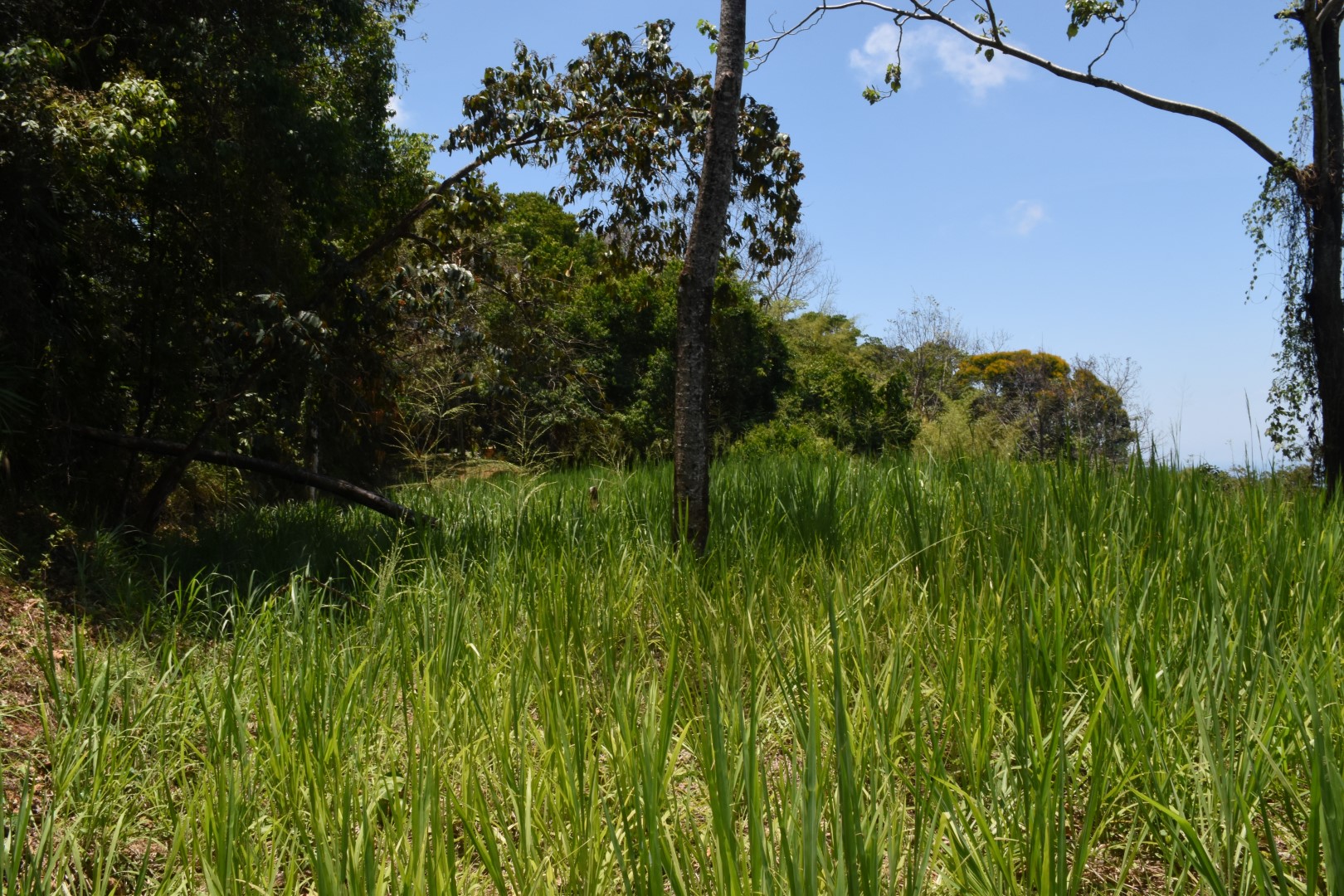 0 bed Land For Sale in Dominical, Puntarenas - thumb 9