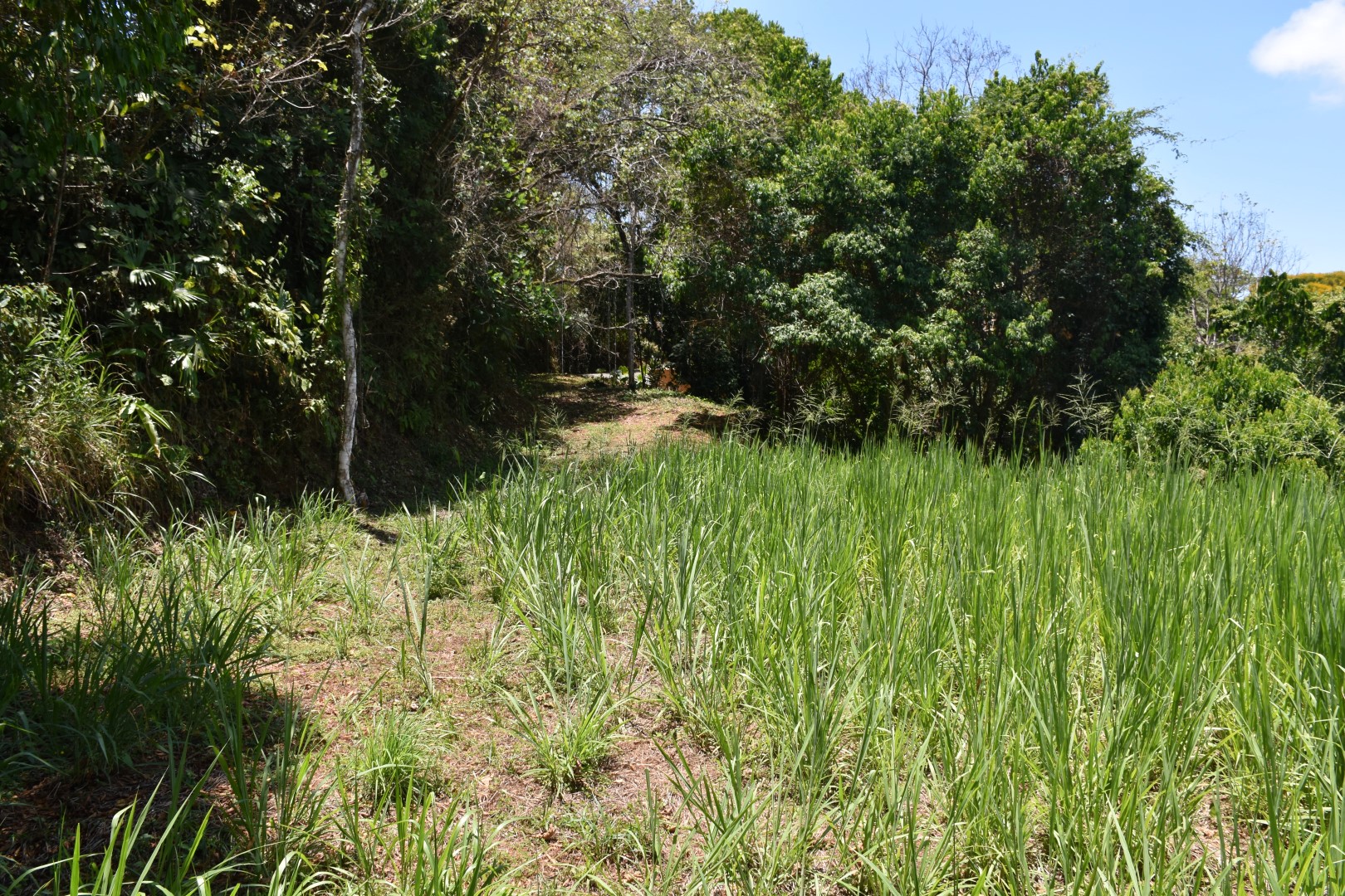 0 bed Land For Sale in Dominical, Puntarenas - thumb 4