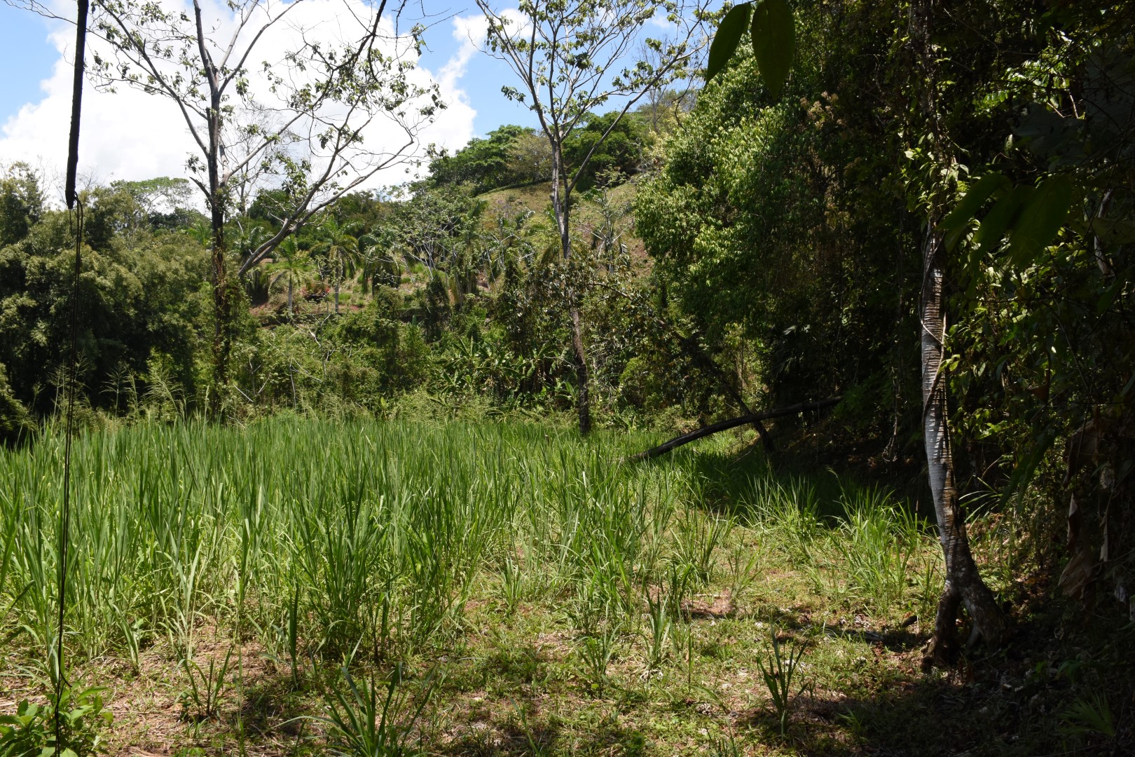 0 bed Land For Sale in Dominical, Puntarenas - thumb 6