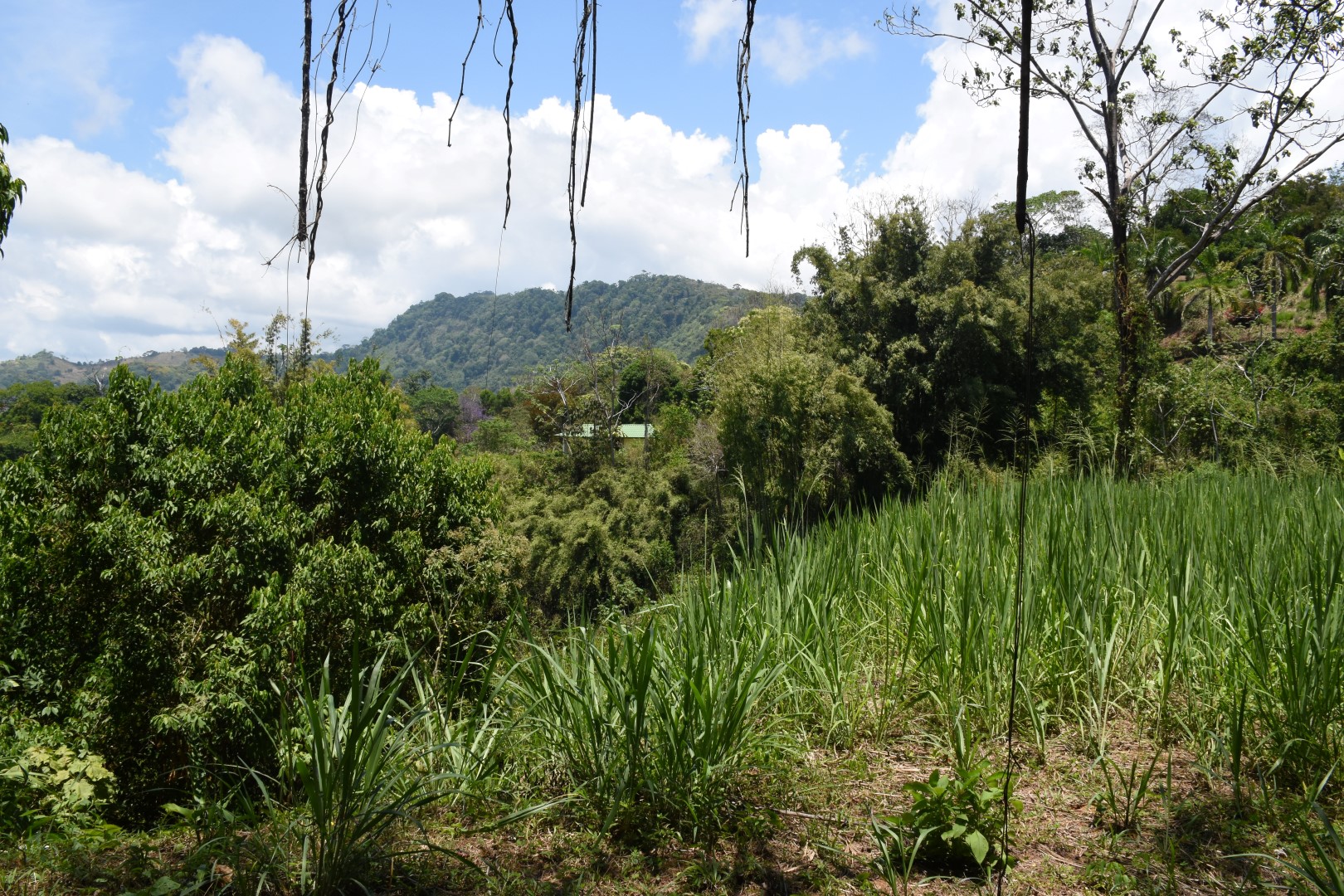 0 bed Land For Sale in Dominical, Puntarenas - thumb 10