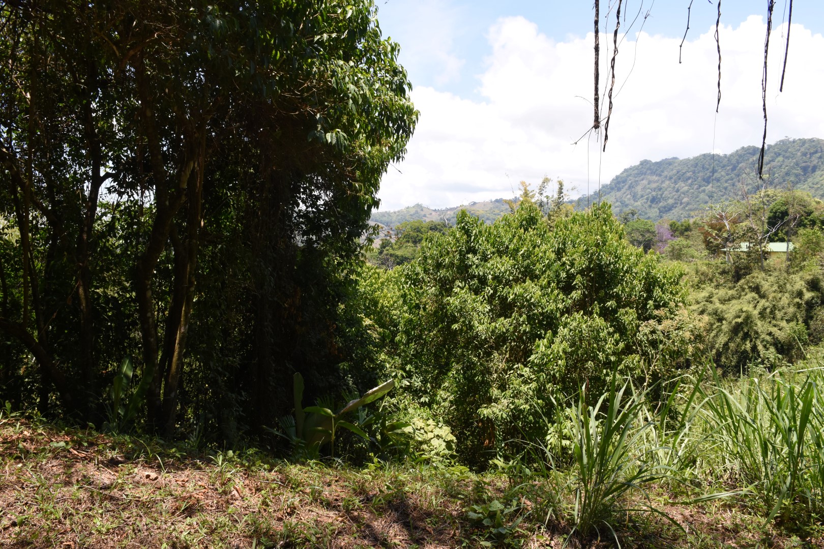 0 bed Land For Sale in Dominical, Puntarenas - thumb 8