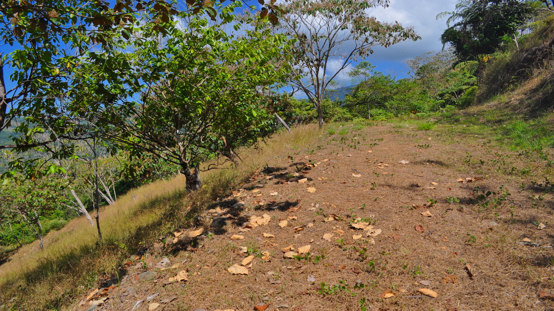 0 bed Land For Sale in Dominical, Puntarenas - thumb 3