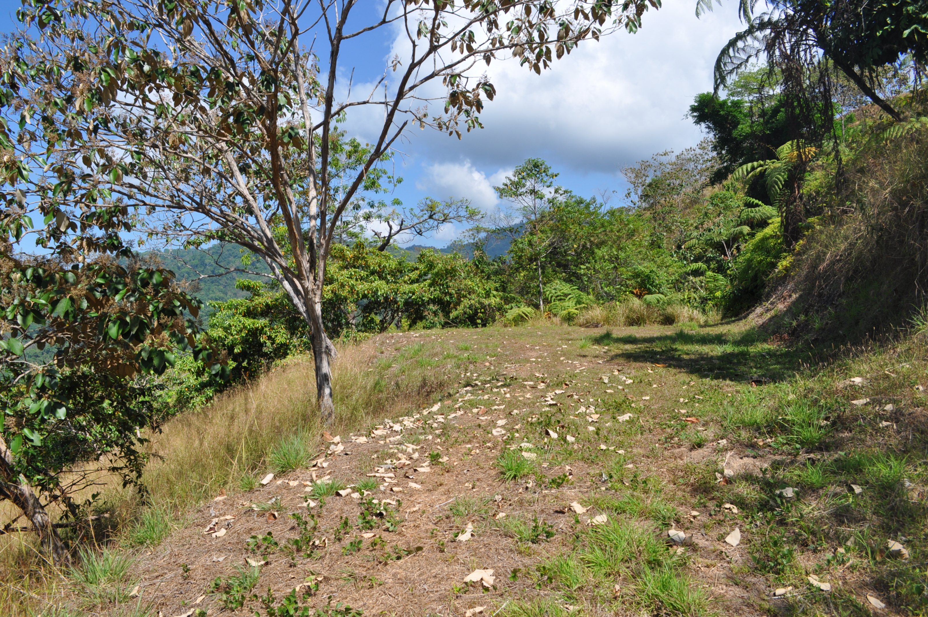 0 bed Land For Sale in Dominical, Puntarenas - thumb 4