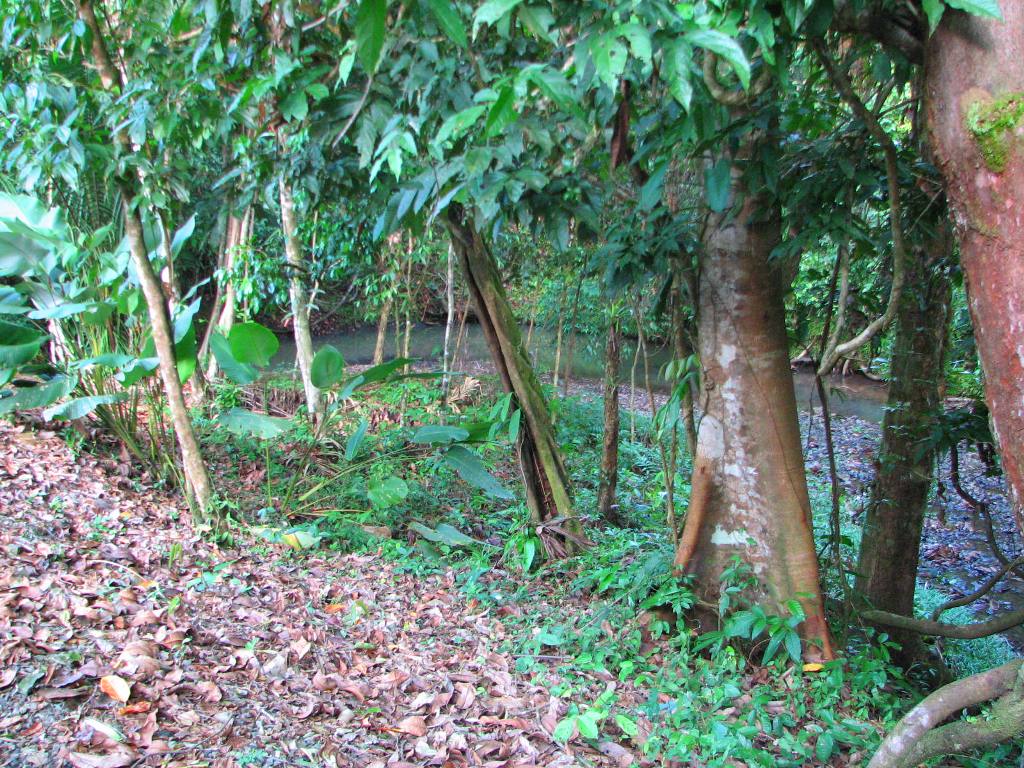 2 bed Single Family Homes For Sale in Ojochal, Puntarenas - thumb 16
