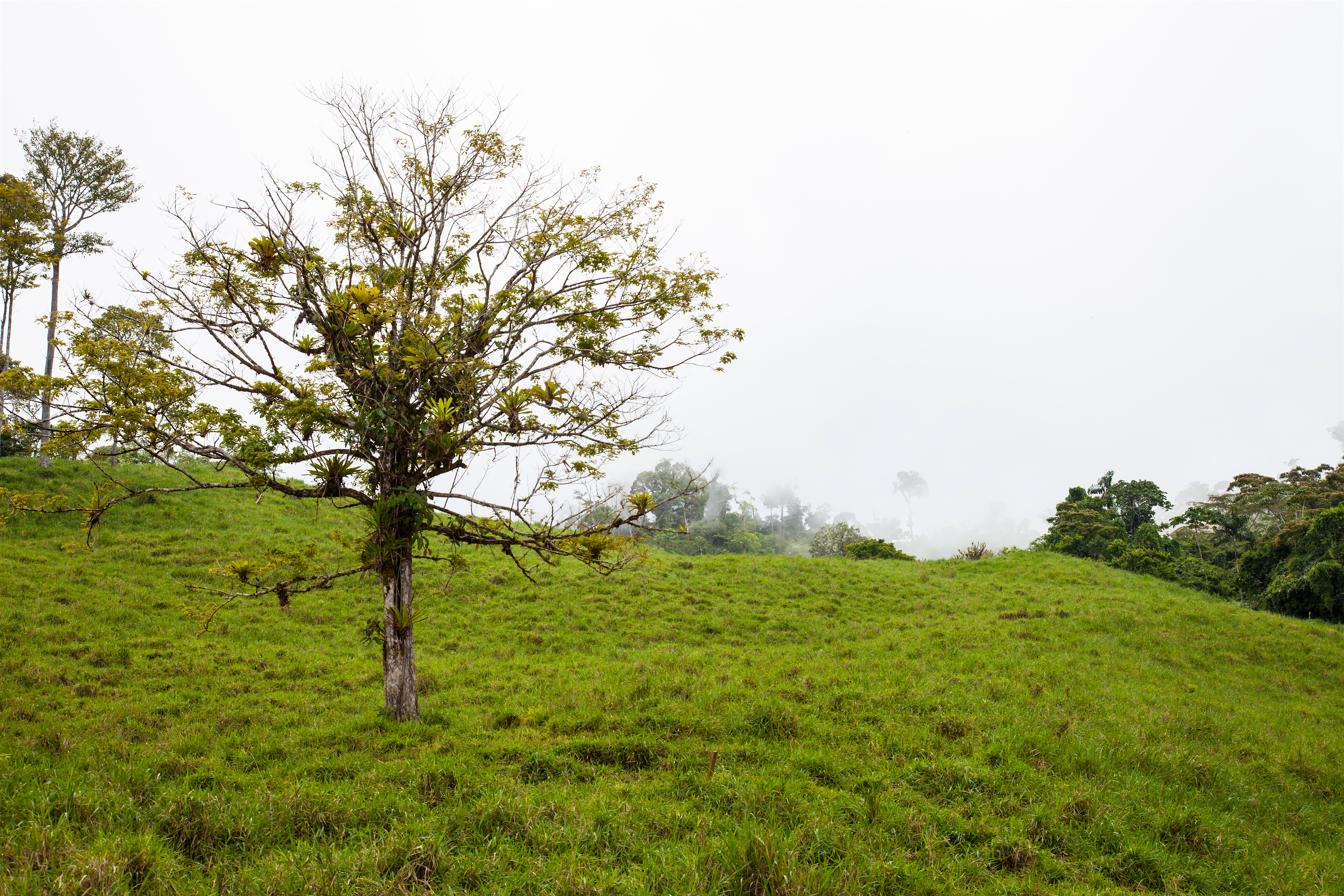 0 bed Land For Sale in Perez Zeledon, Puntarenas - thumb 20