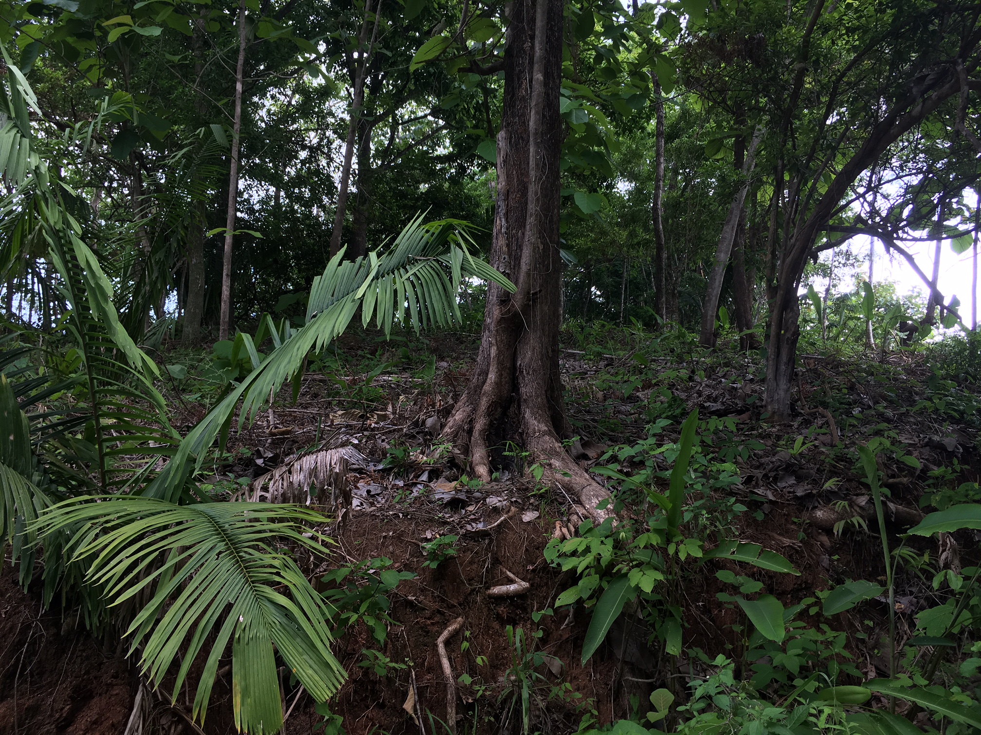 0 bed Land For Sale in Samara, Guanacaste - thumb 1