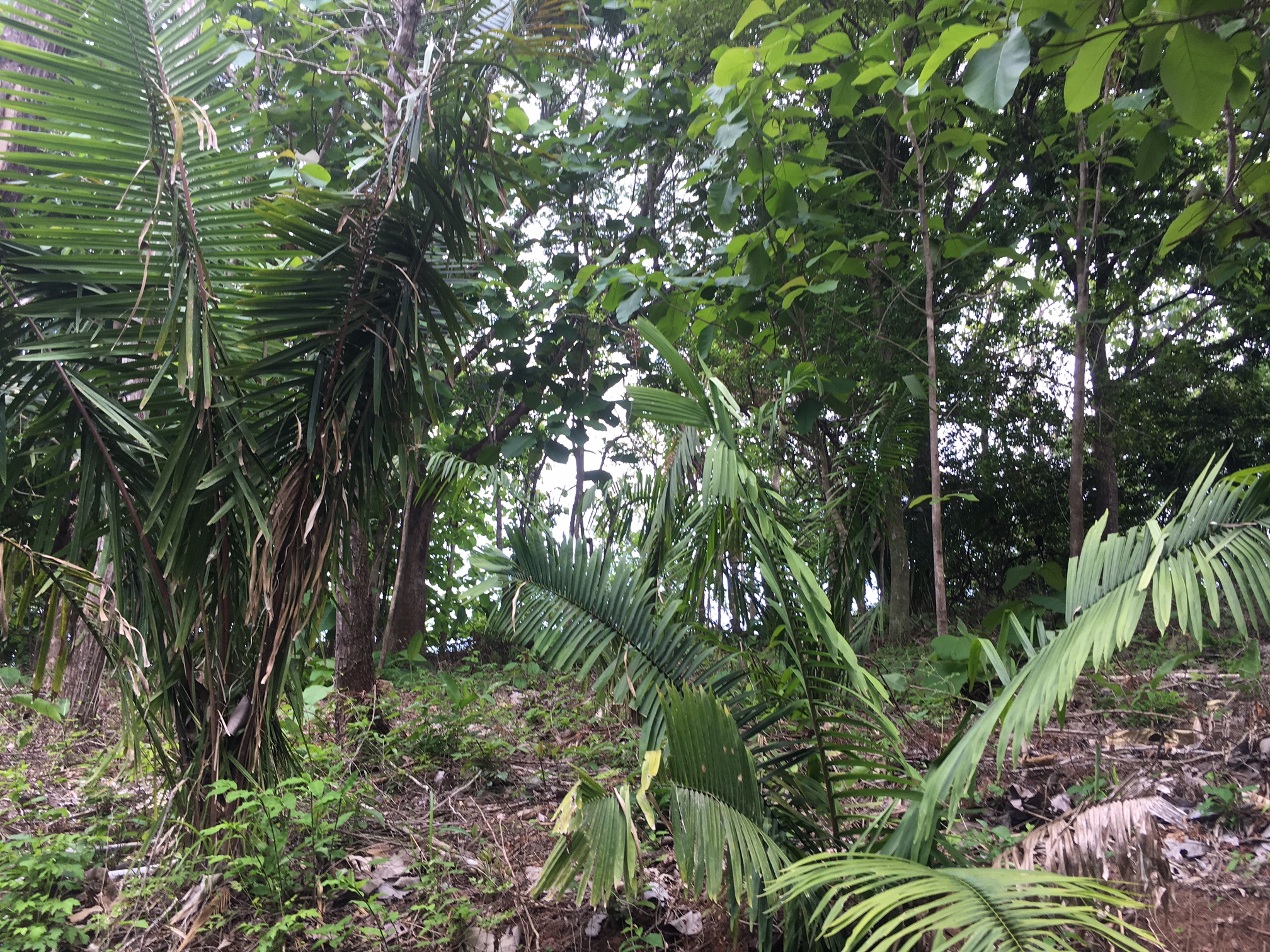 0 bed Land For Sale in Samara, Guanacaste - thumb 2