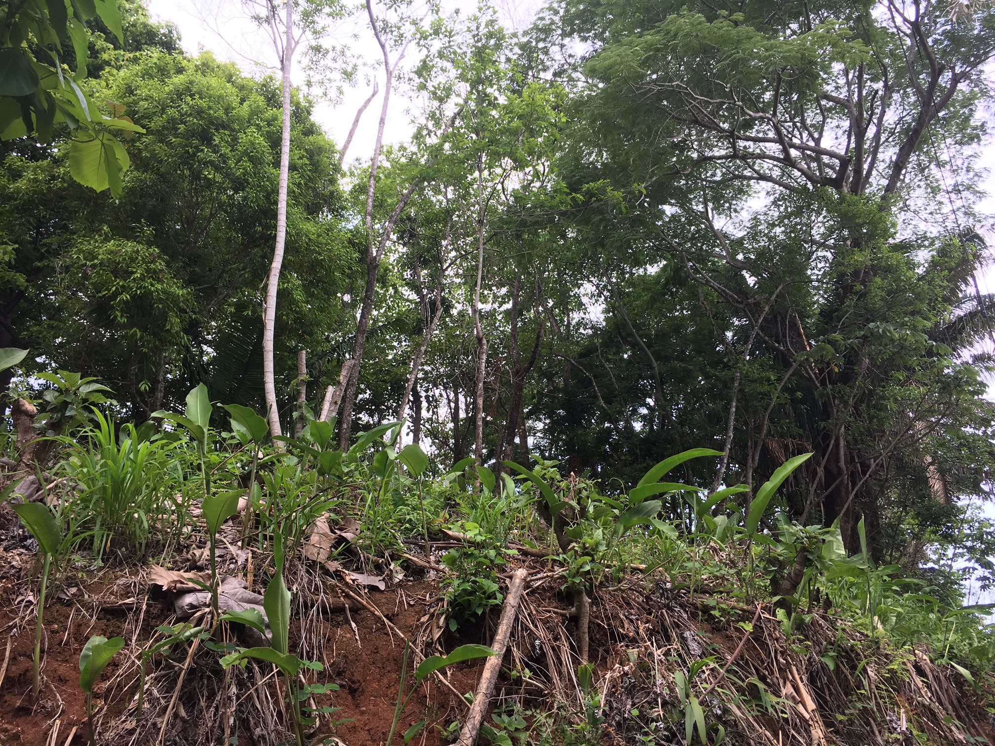 0 bed Land For Sale in Samara, Guanacaste - thumb 3