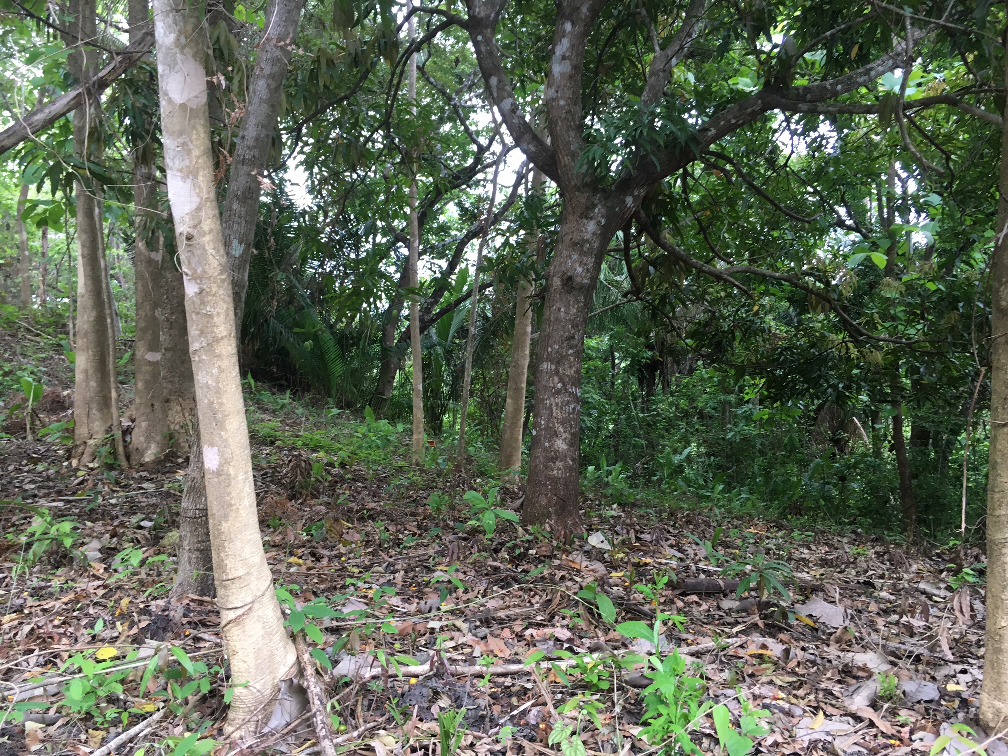0 bed Land For Sale in Samara, Guanacaste - thumb 6