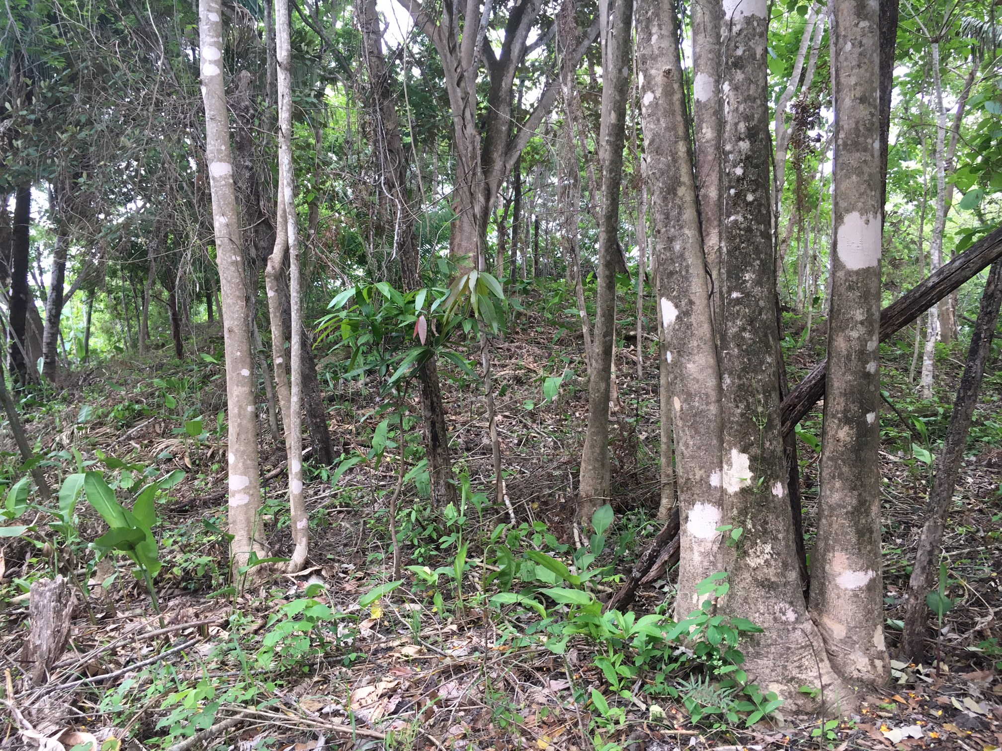 0 bed Land For Sale in Samara, Guanacaste - thumb 7
