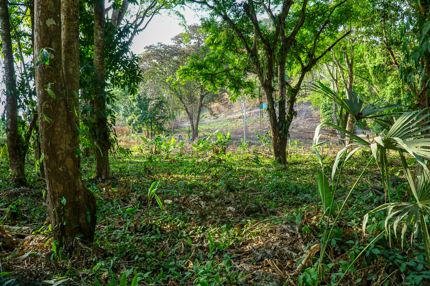 0 bed Land For Sale in Ojochal, Puntarenas - thumb 18