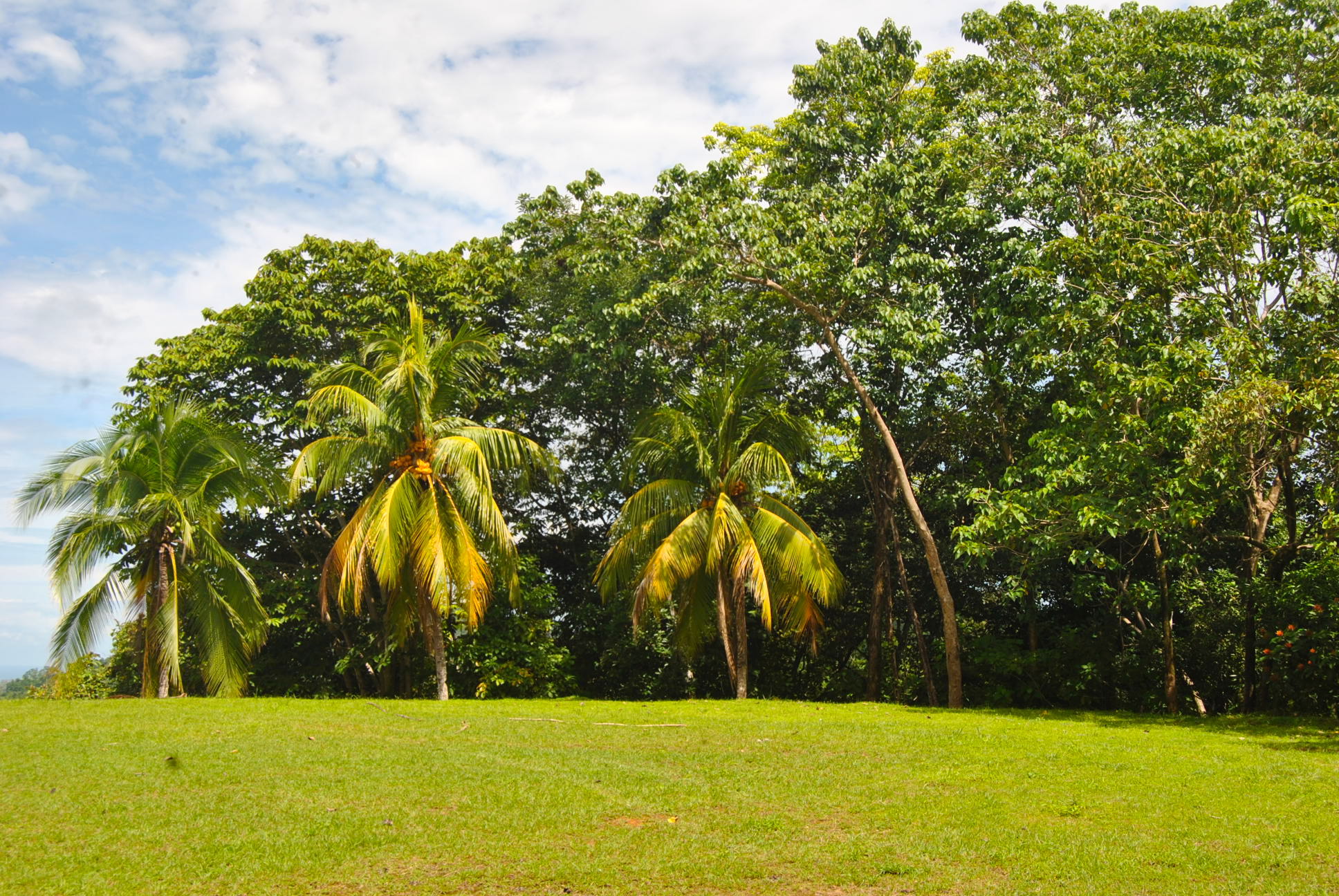 0 bed Land For Sale in Ciudad Cortes, Puntarenas - thumb 2