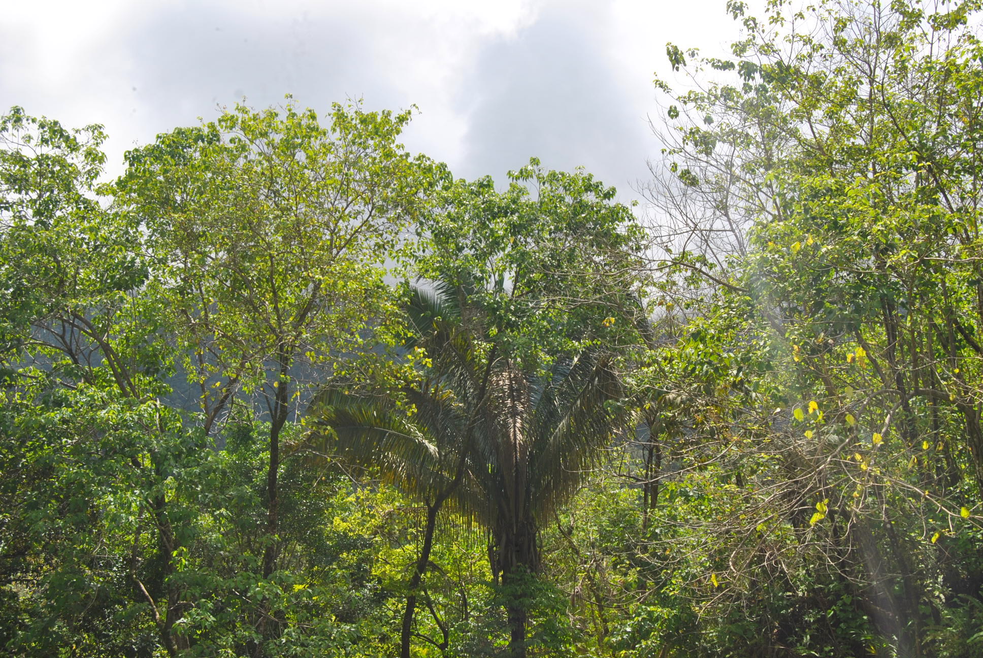 0 bed Land For Sale in Ciudad Cortes, Puntarenas - thumb 11