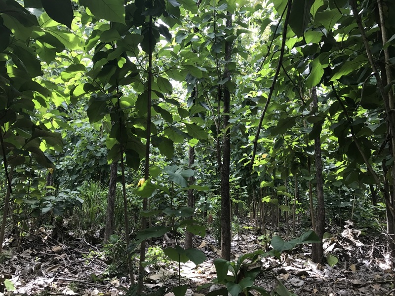 0 bed Land For Sale in Sardinal, Guanacaste - 1
