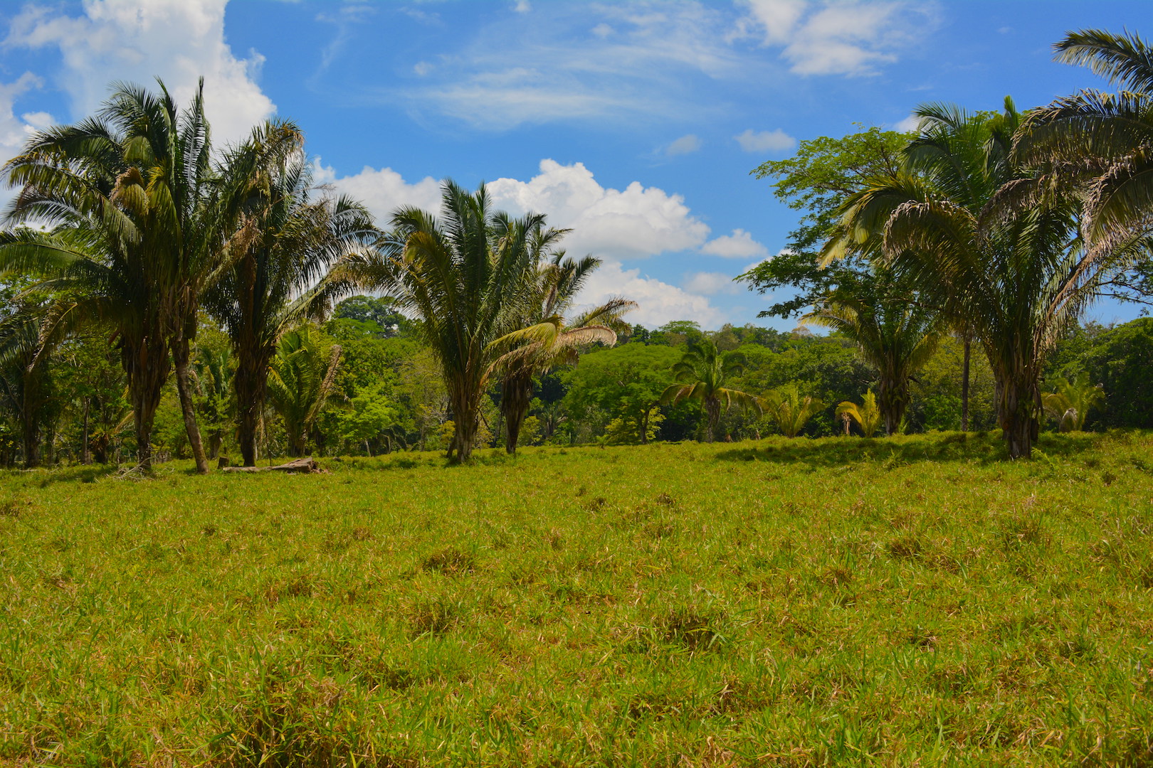 0 bed Land For Sale in Ciudad Cortes, Puntarenas - thumb 10