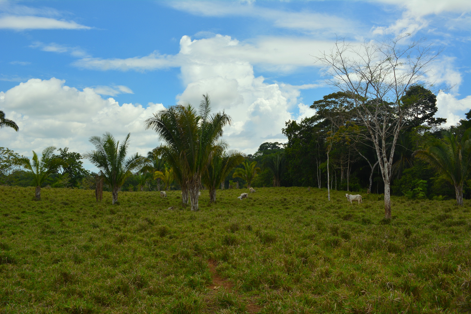 0 bed Land For Sale in Ciudad Cortes, Puntarenas - thumb 2