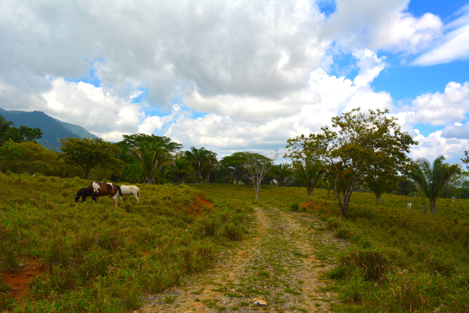 0 bed Land For Sale in Ciudad Cortes, Puntarenas - thumb 8