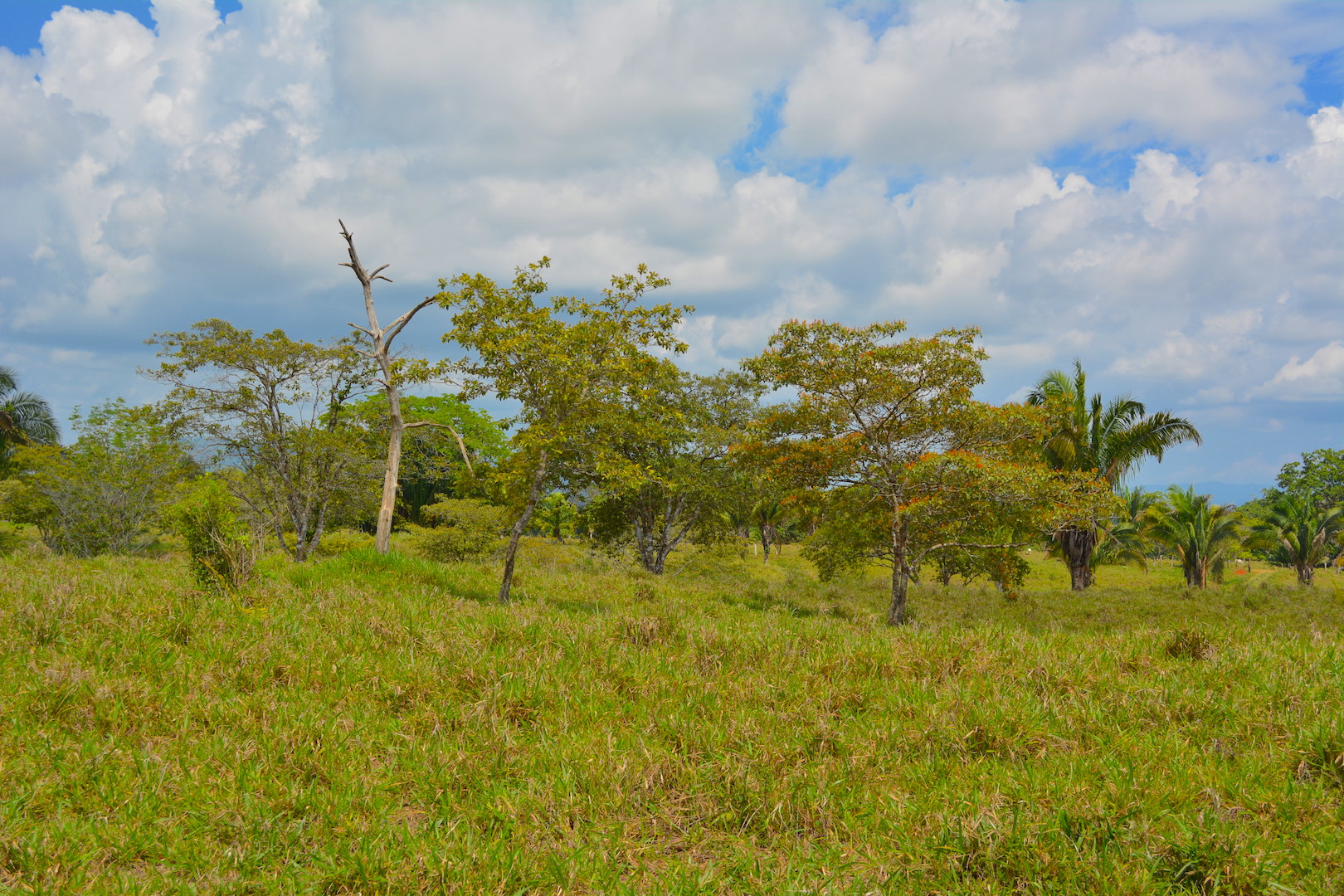 0 bed Land For Sale in Ciudad Cortes, Puntarenas - thumb 1