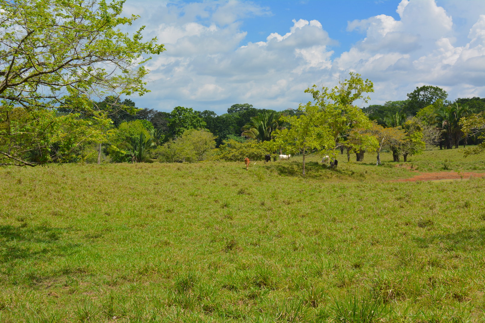 0 bed Land For Sale in Ciudad Cortes, Puntarenas - thumb 4