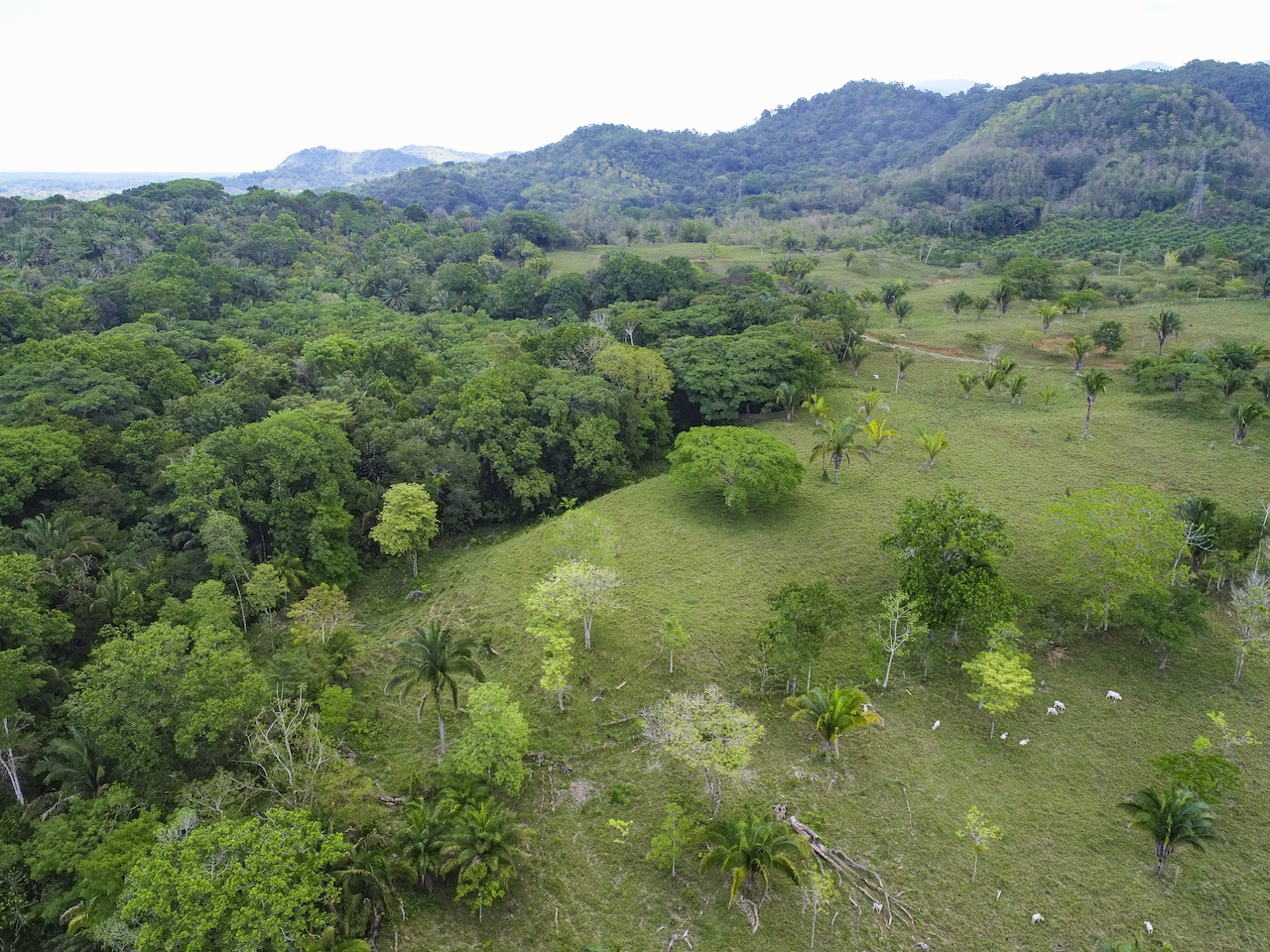 0 bed Land For Sale in Ciudad Cortes, Puntarenas - thumb 13