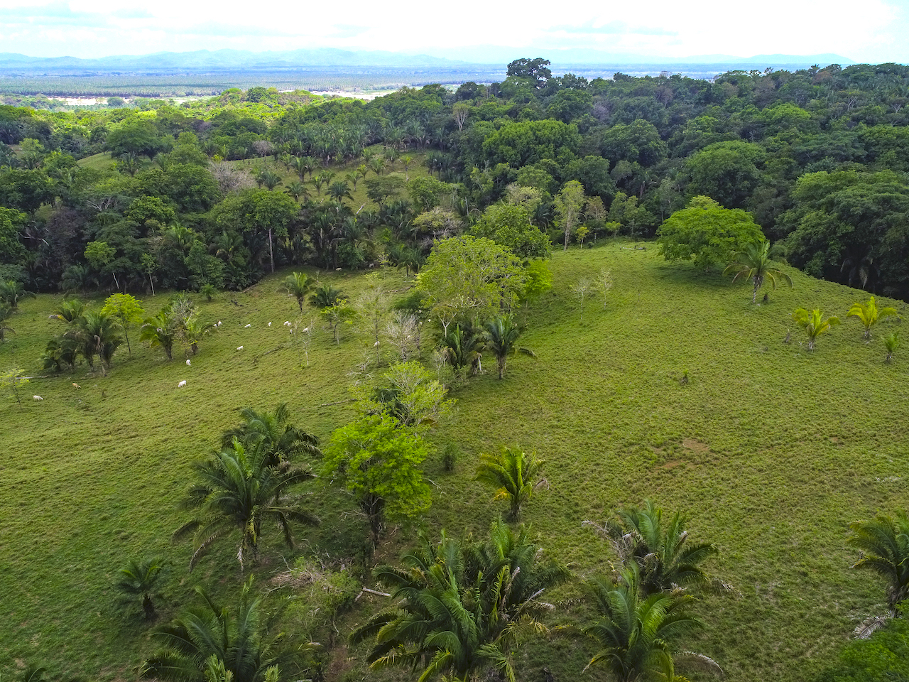 0 bed Land For Sale in Ciudad Cortes, Puntarenas - thumb 5