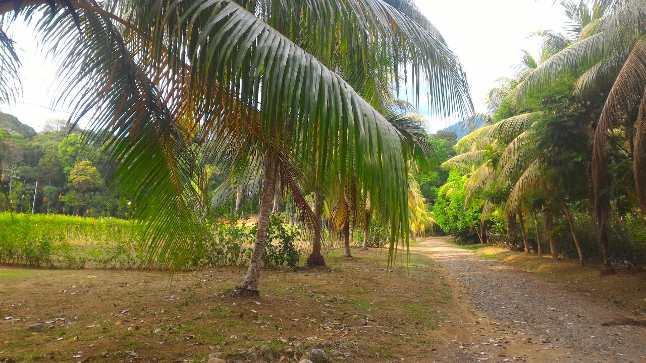0 bed Land For Sale in Uvita, Puntarenas - thumb 9