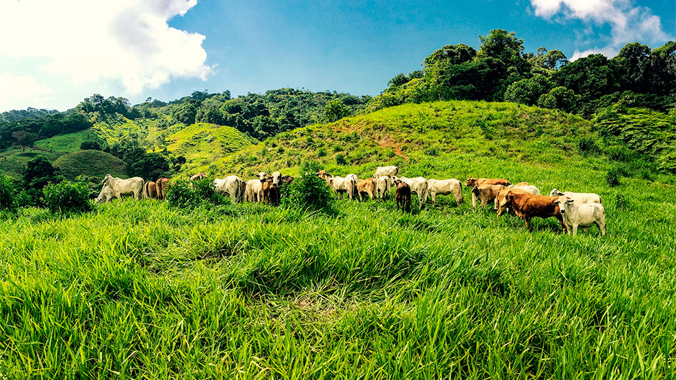 0 bed Land For Sale in Uvita, Puntarenas - thumb 9