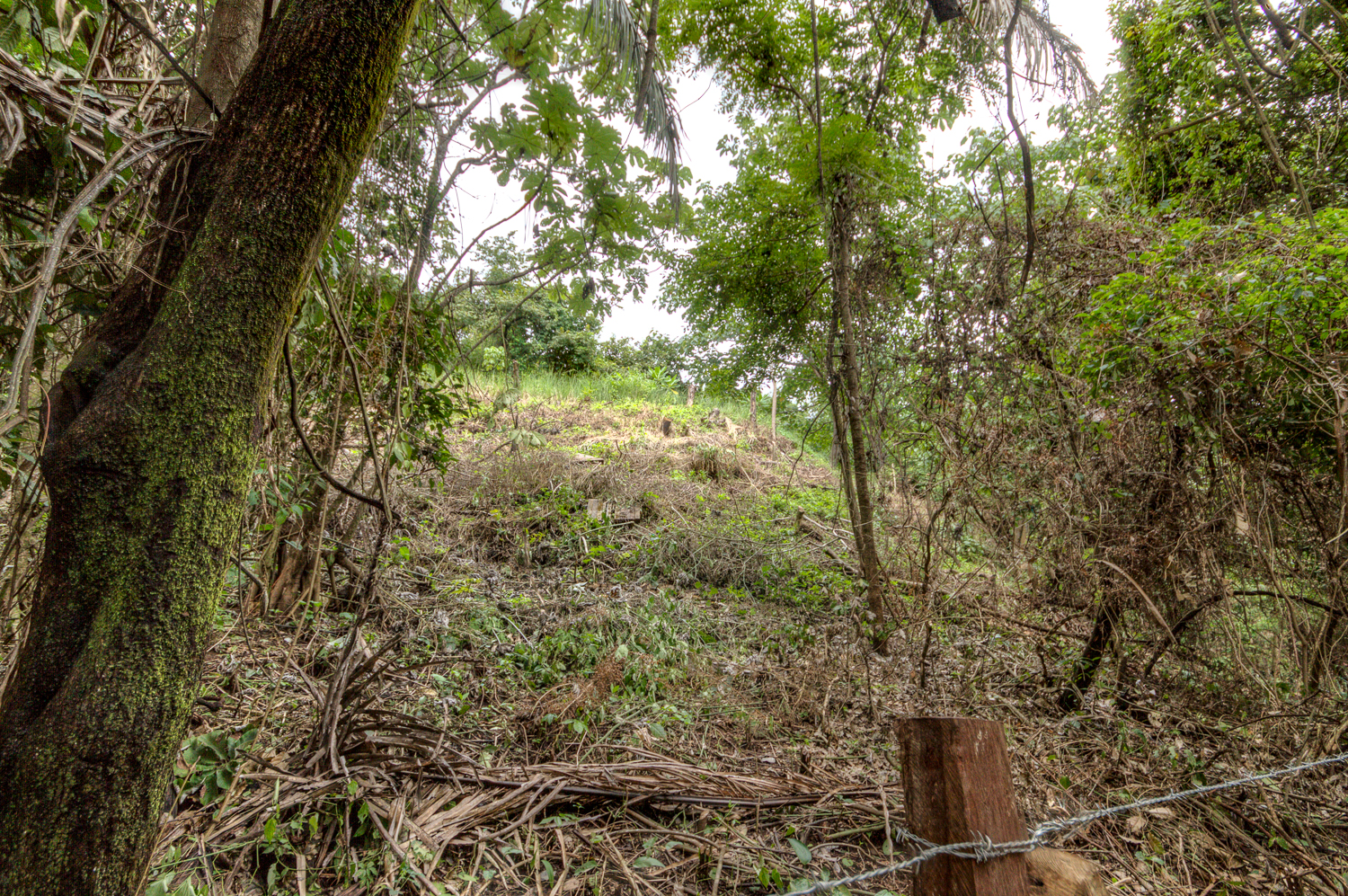 0 bed Land For Sale in Nosara, Guanacaste - thumb 7