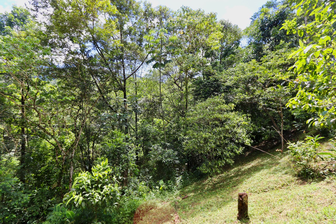 0 bed Land For Sale in Dominical, Puntarenas - thumb 9