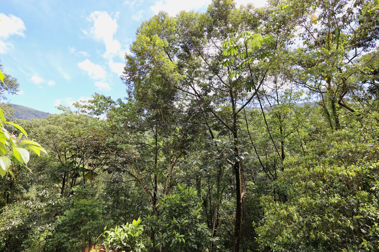 0 bed Land For Sale in Dominical, Puntarenas - thumb 10