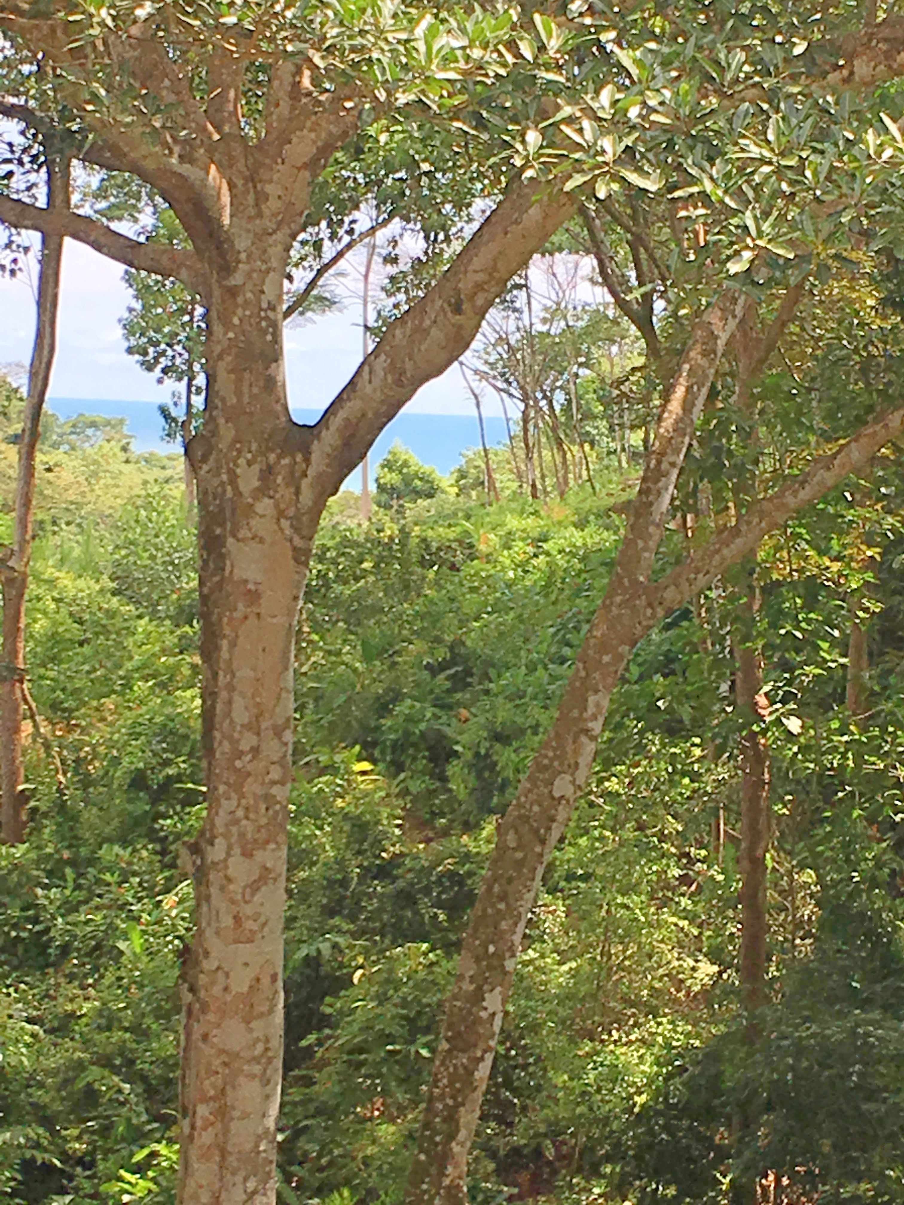 2 bed Single Family Homes For Sale in Dominical, Puntarenas - thumb 29