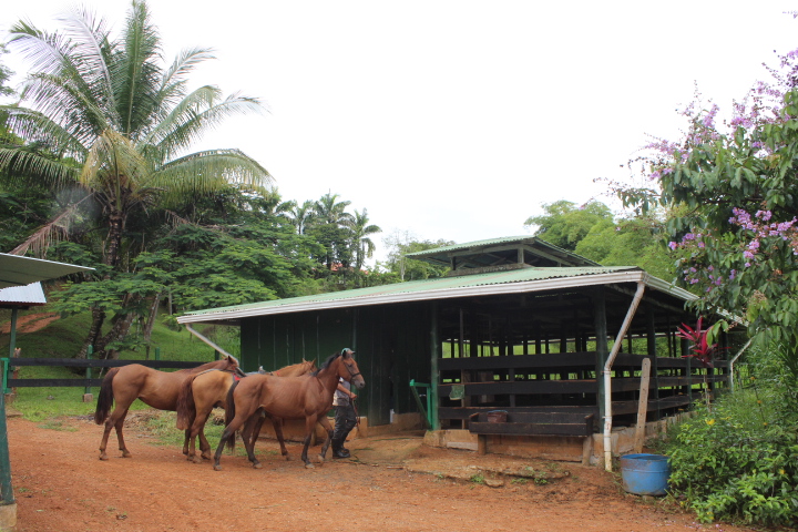 3 bed Single Family Homes For Sale in Dominical, Puntarenas - thumb 17