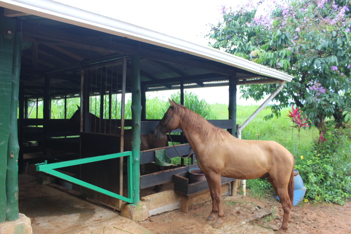 3 bed Single Family Homes For Sale in Dominical, Puntarenas - thumb 15
