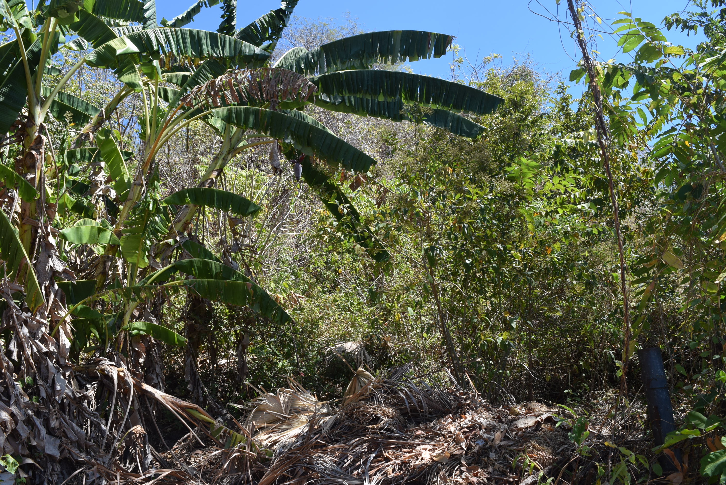 0 bed Land For Sale in Samara, Guanacaste - thumb 2