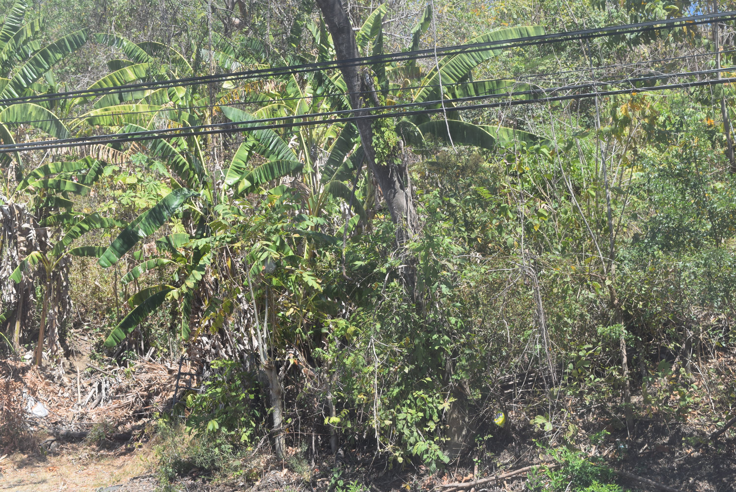 0 bed Land For Sale in Samara, Guanacaste - thumb 3