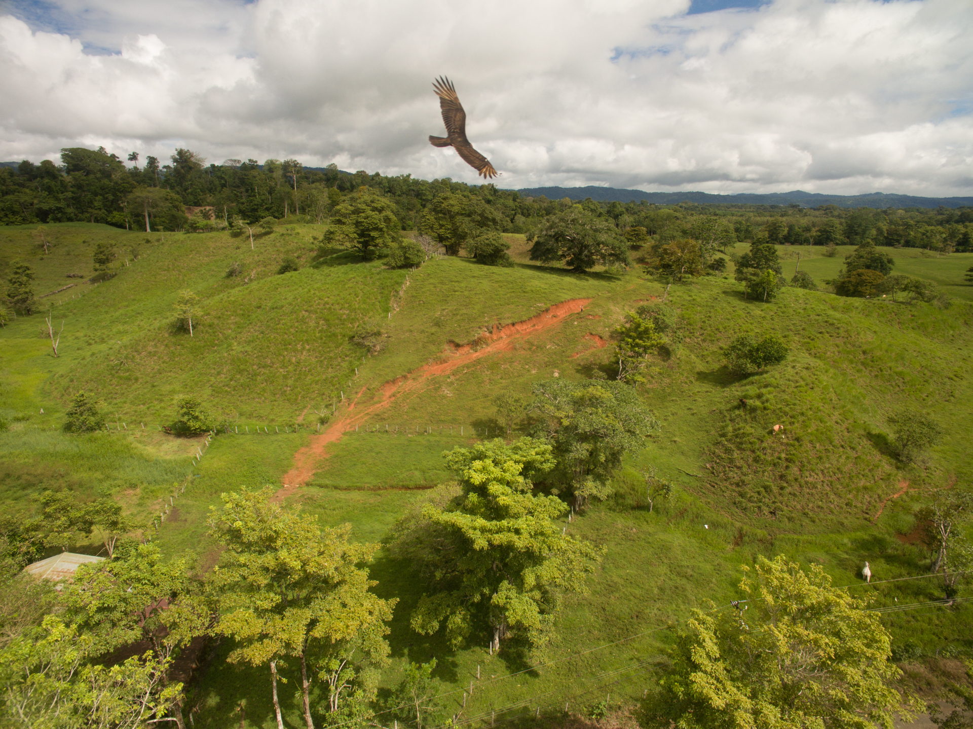 0 bed Land For Sale in Puerto Jimenez, Puntarenas - thumb 17