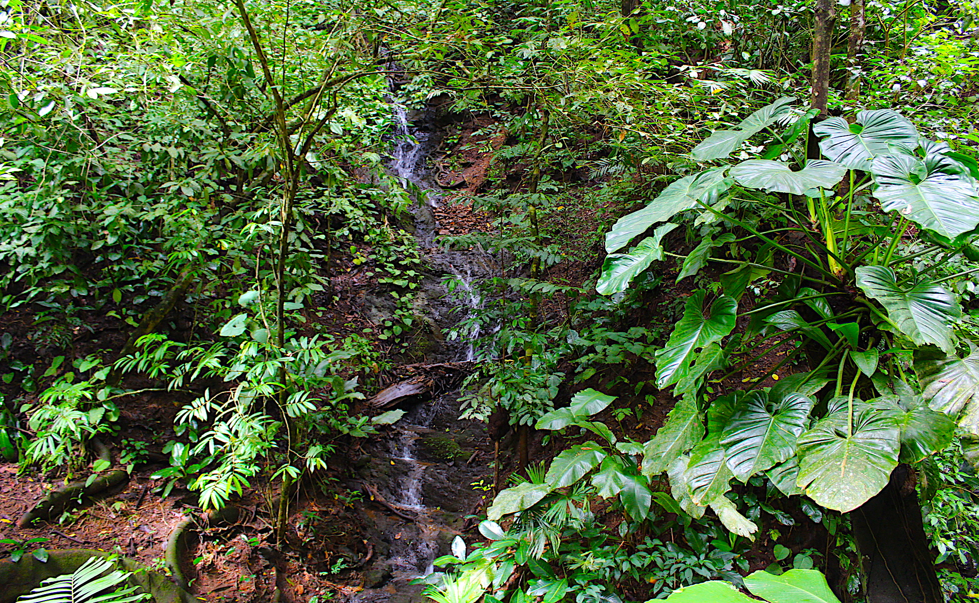 0 bed Land For Sale in Dominical, Puntarenas - thumb 11