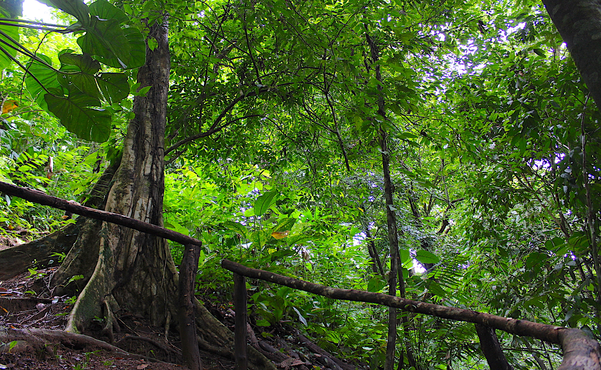 0 bed Land For Sale in Dominical, Puntarenas - thumb 7