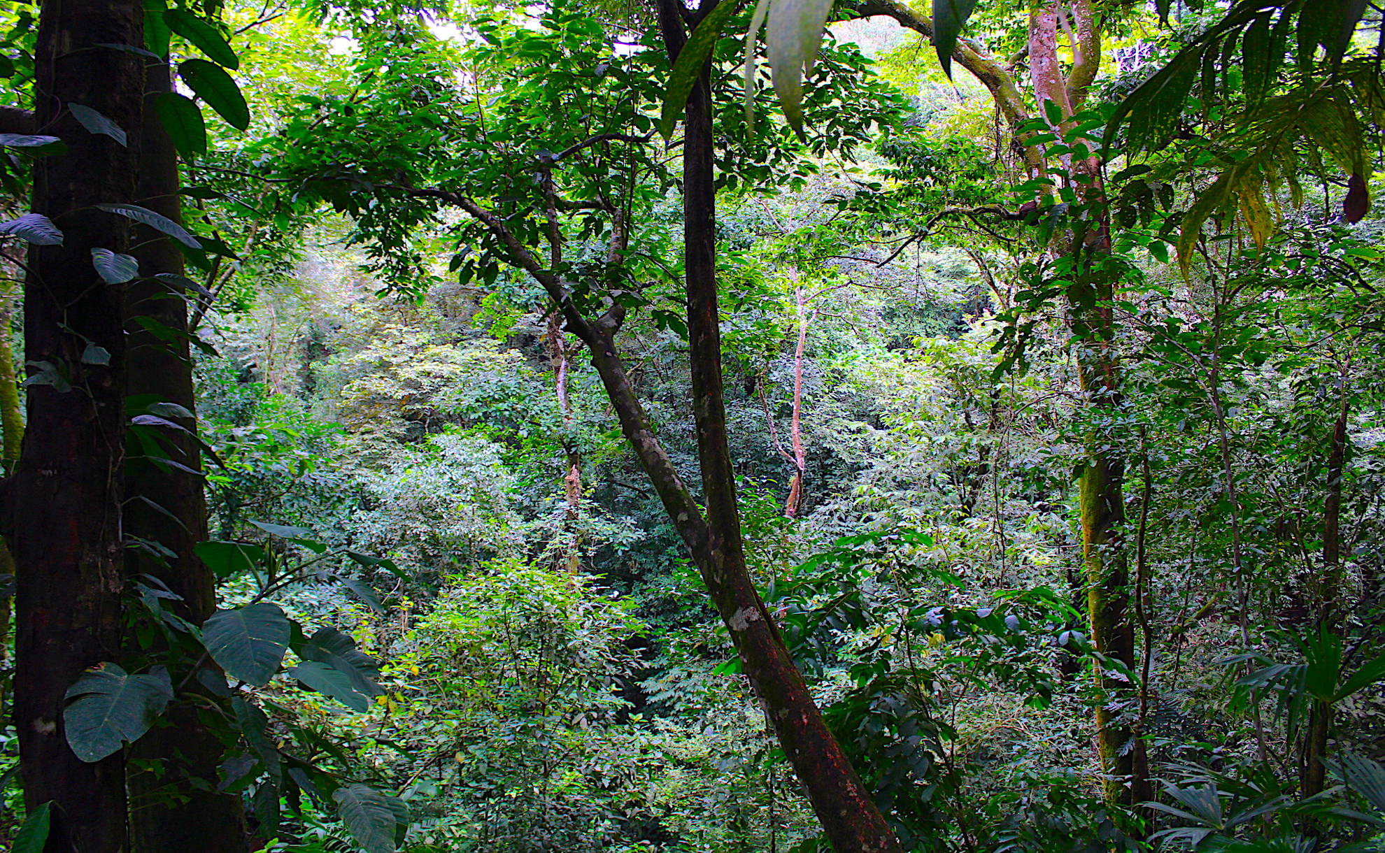 0 bed Land For Sale in Dominical, Puntarenas - thumb 8
