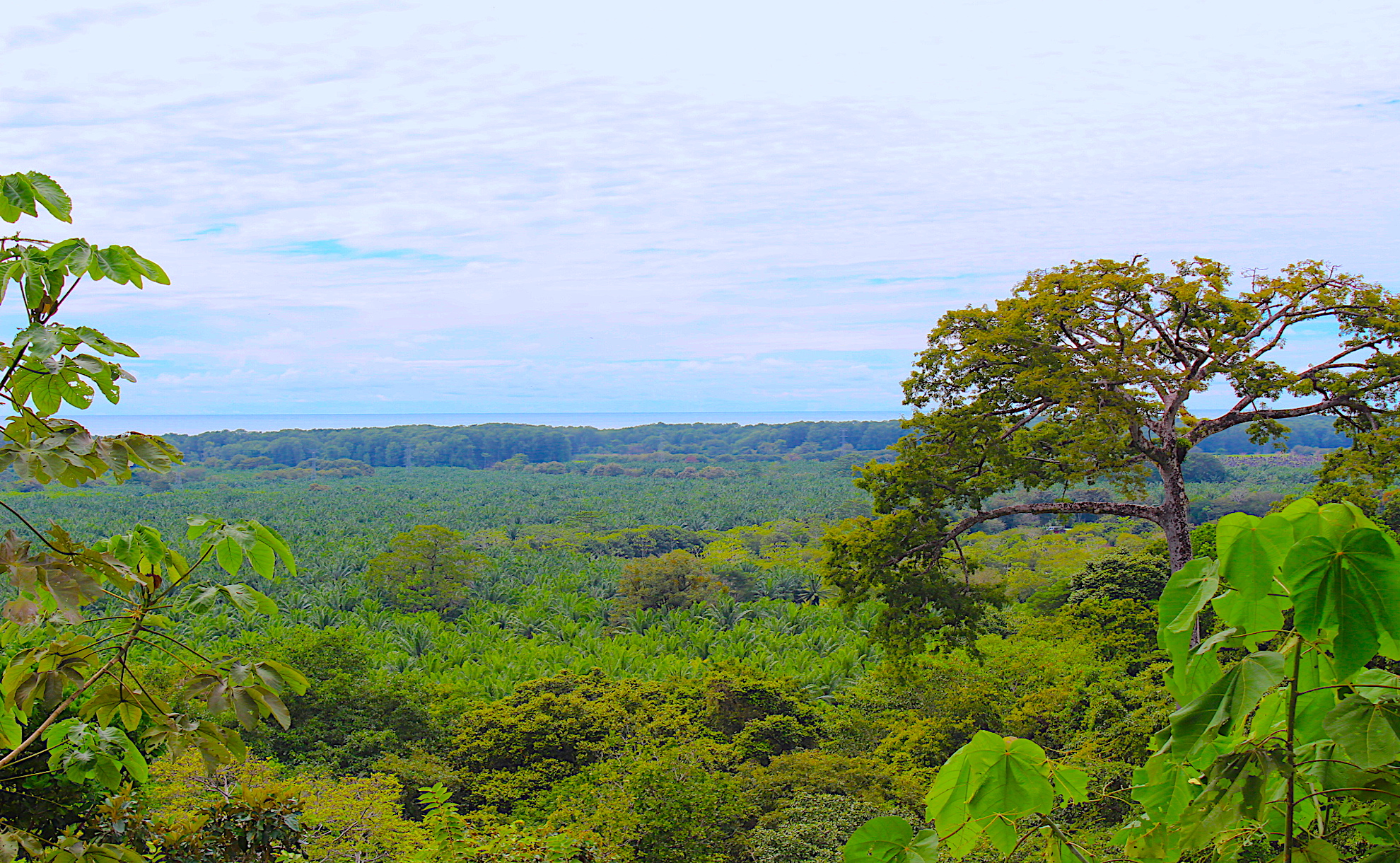 0 bed Land For Sale in Dominical, Puntarenas - thumb 5