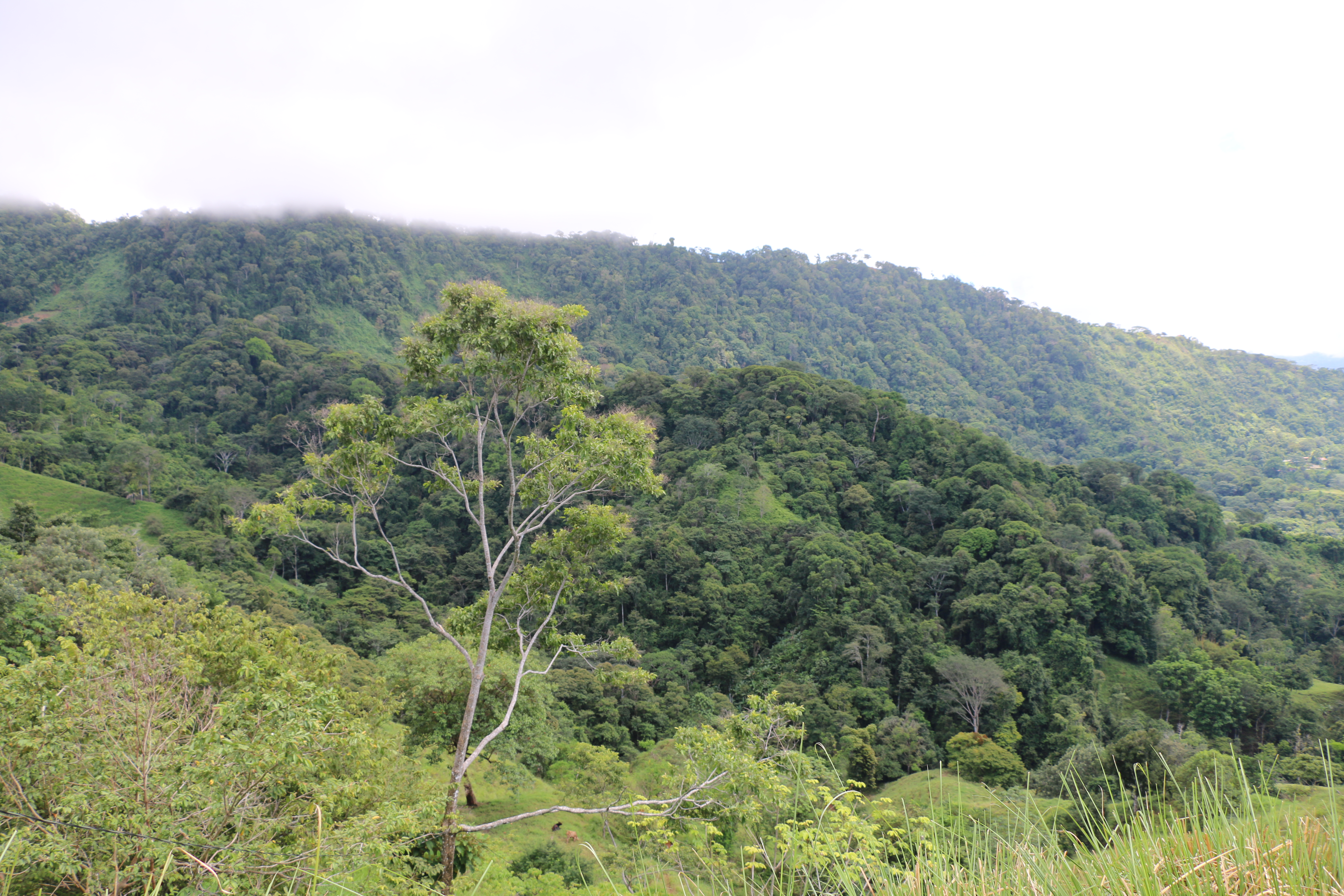2 bed Single Family Homes For Sale in Dominical, Puntarenas - thumb 18