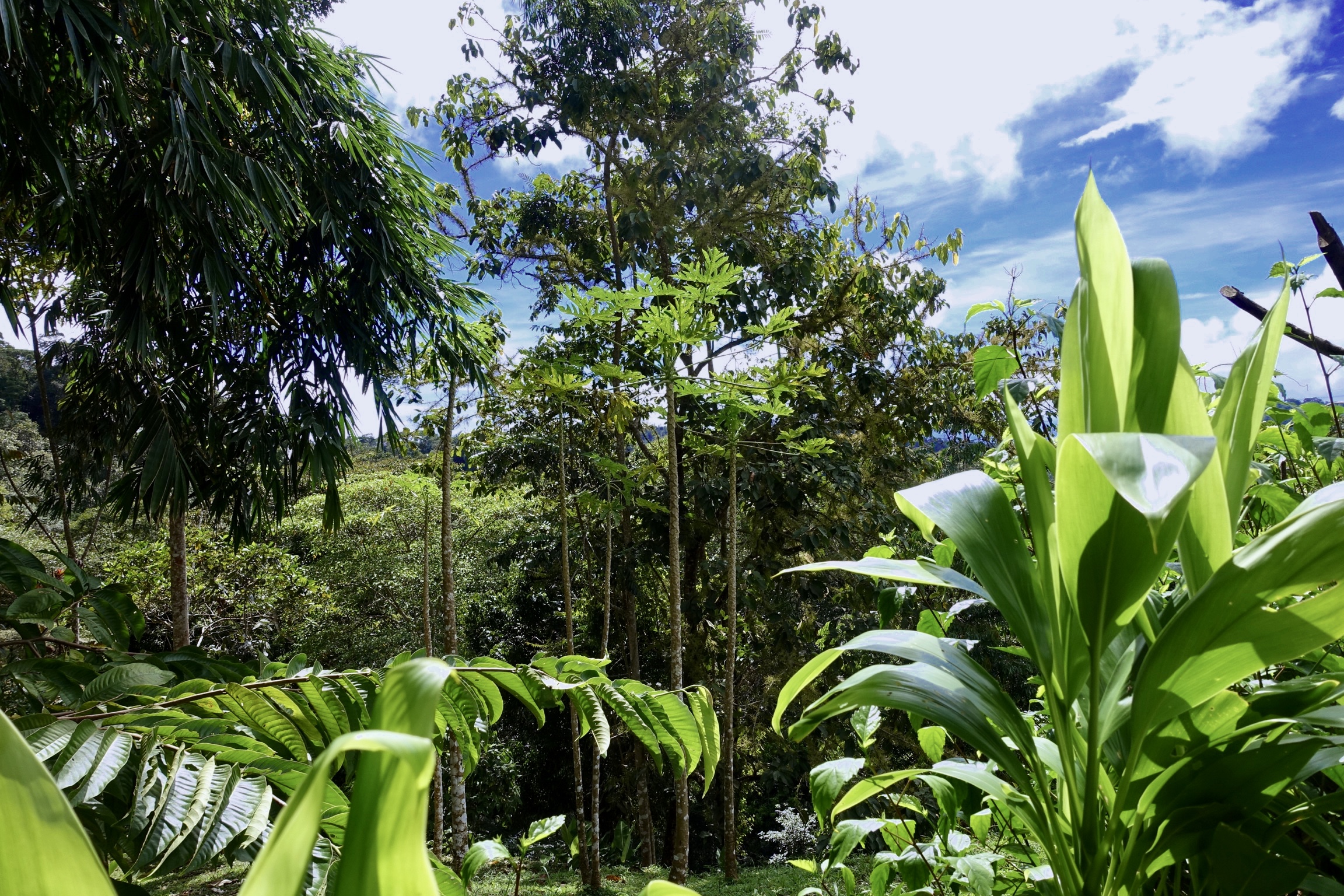 1 bed Single Family Homes For Sale in Dominical, Puntarenas - thumb 19