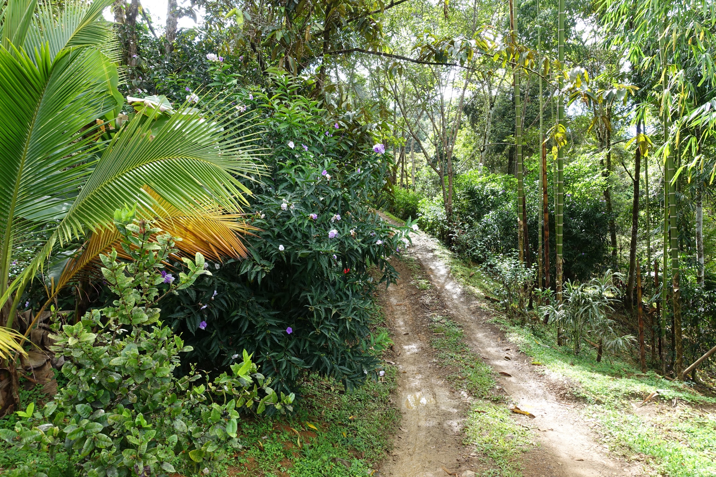 1 bed Single Family Homes For Sale in Dominical, Puntarenas - thumb 25