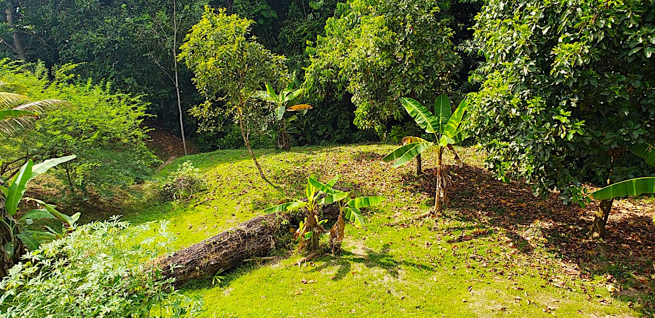 8 bed Single Family Homes For Sale in Dominical, Puntarenas - thumb 16