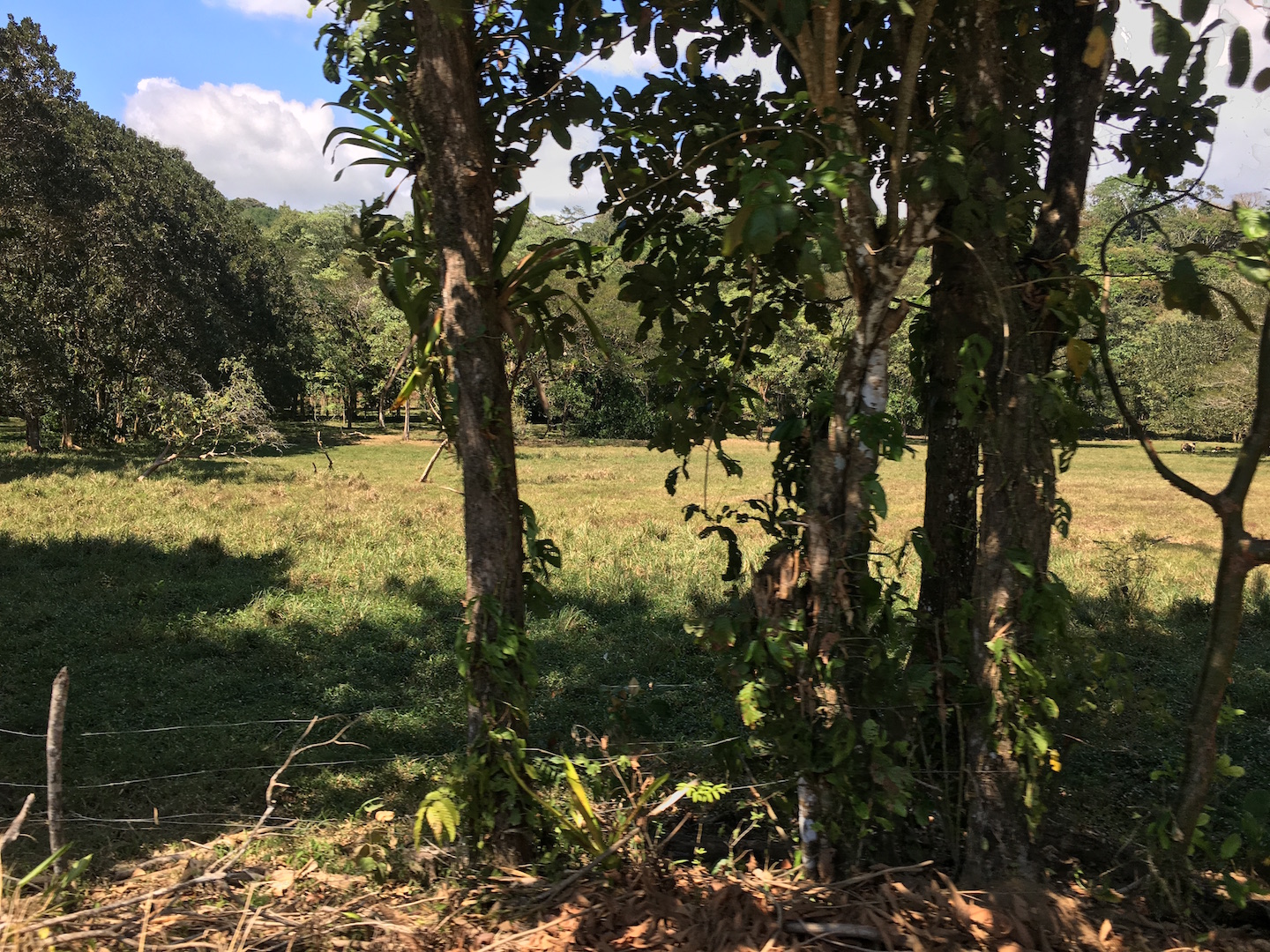 0 bed Land For Sale in Dominical, Puntarenas - thumb 10