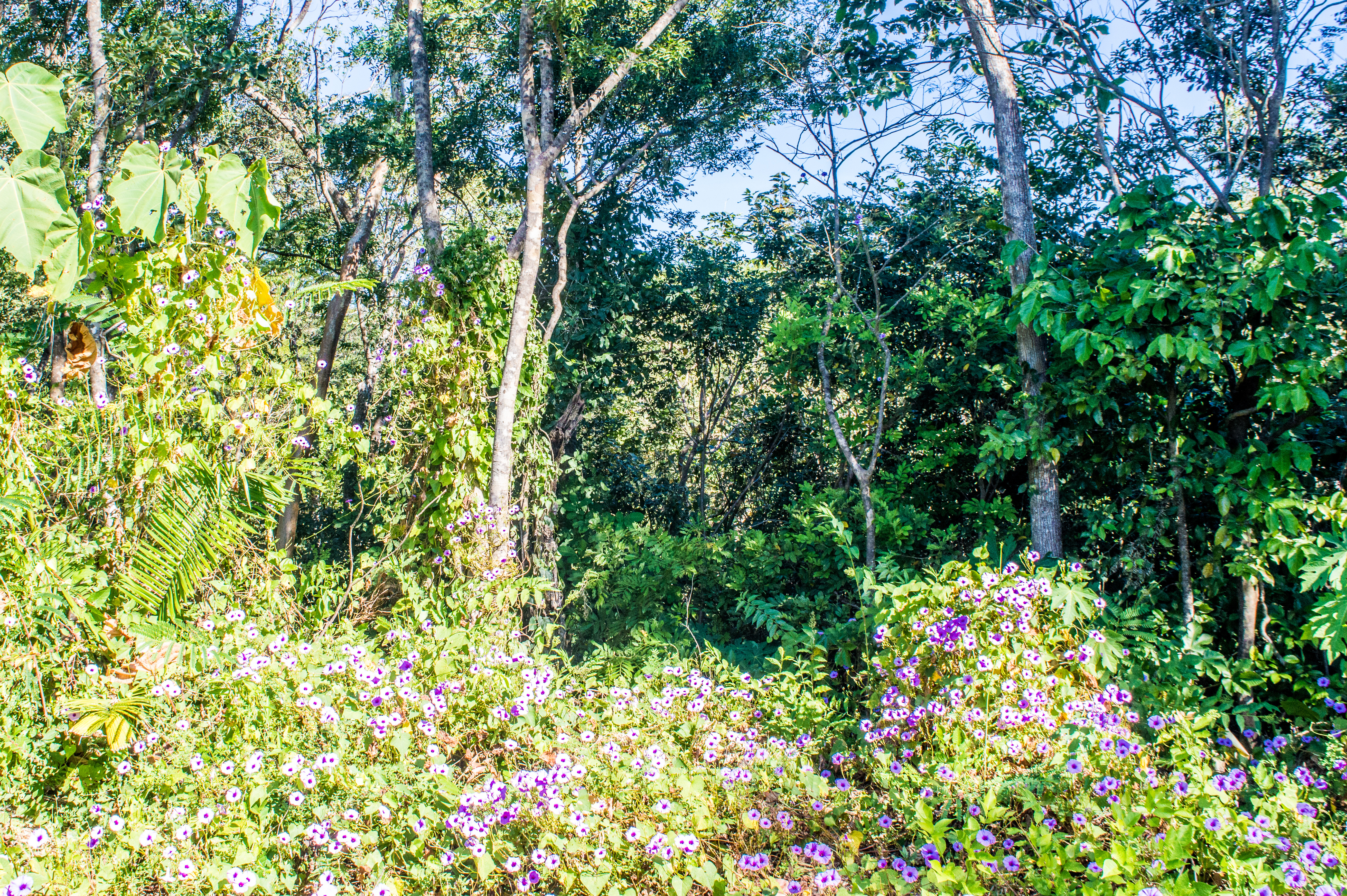 0 bed Land For Sale in Samara, Guanacaste - thumb 5